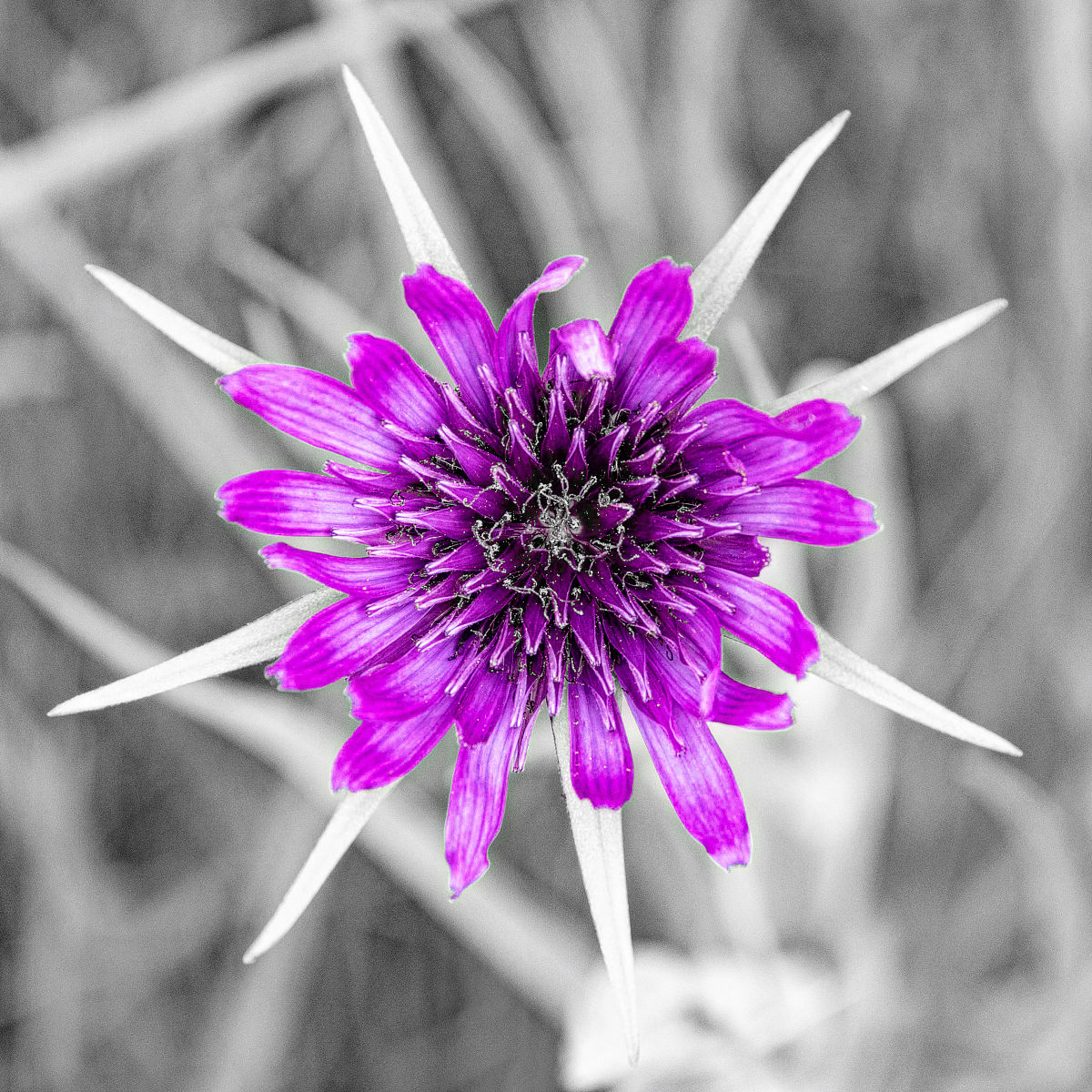 随机生成三张小说封面