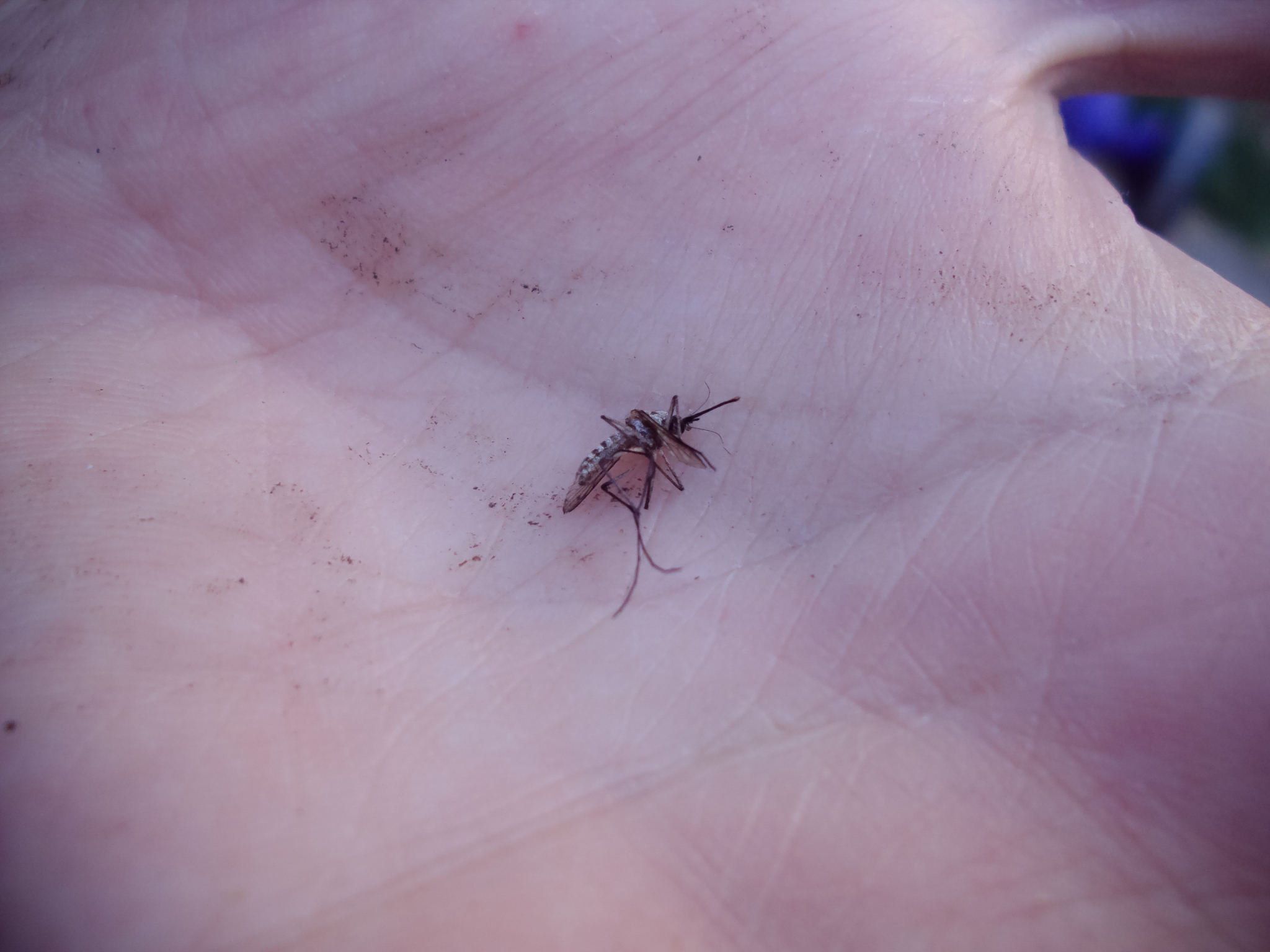 蚊子幼虫的惊人自残行为：弹射头部捕食同类，为何还能生存？