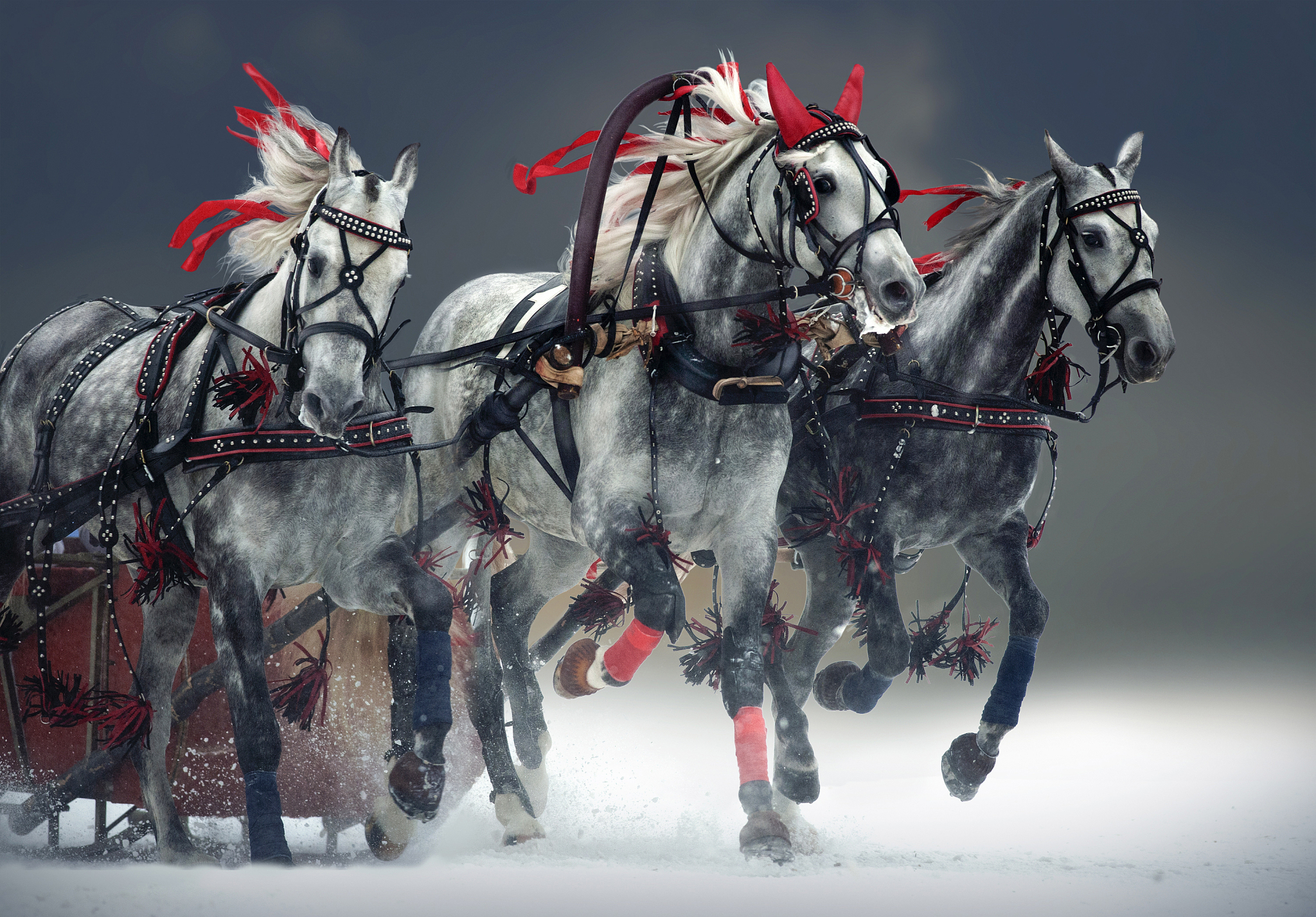 russian troika, the threesome of orlov trotter –the traditional