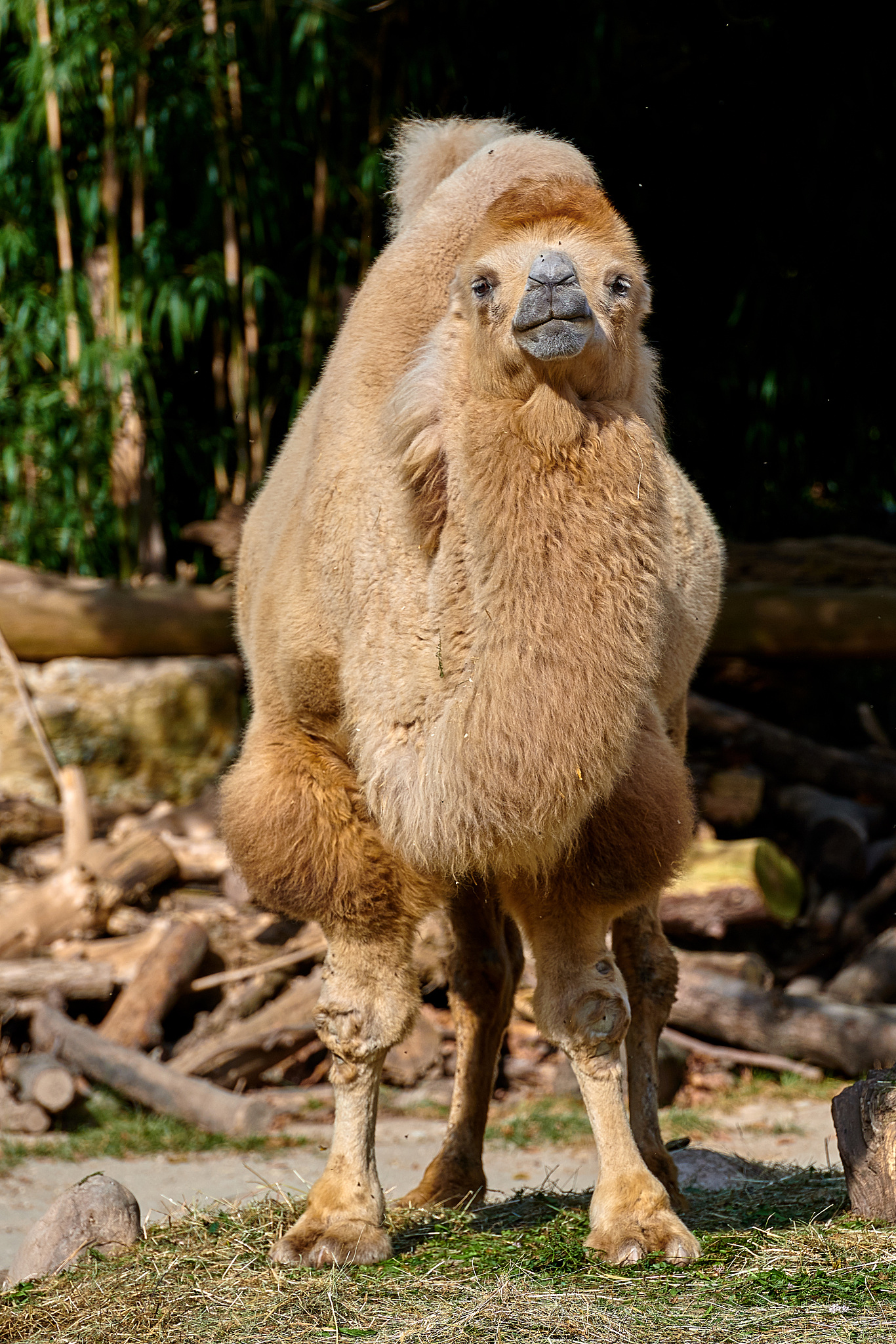 为什么骆驼寿命长帮我用100字详细描述