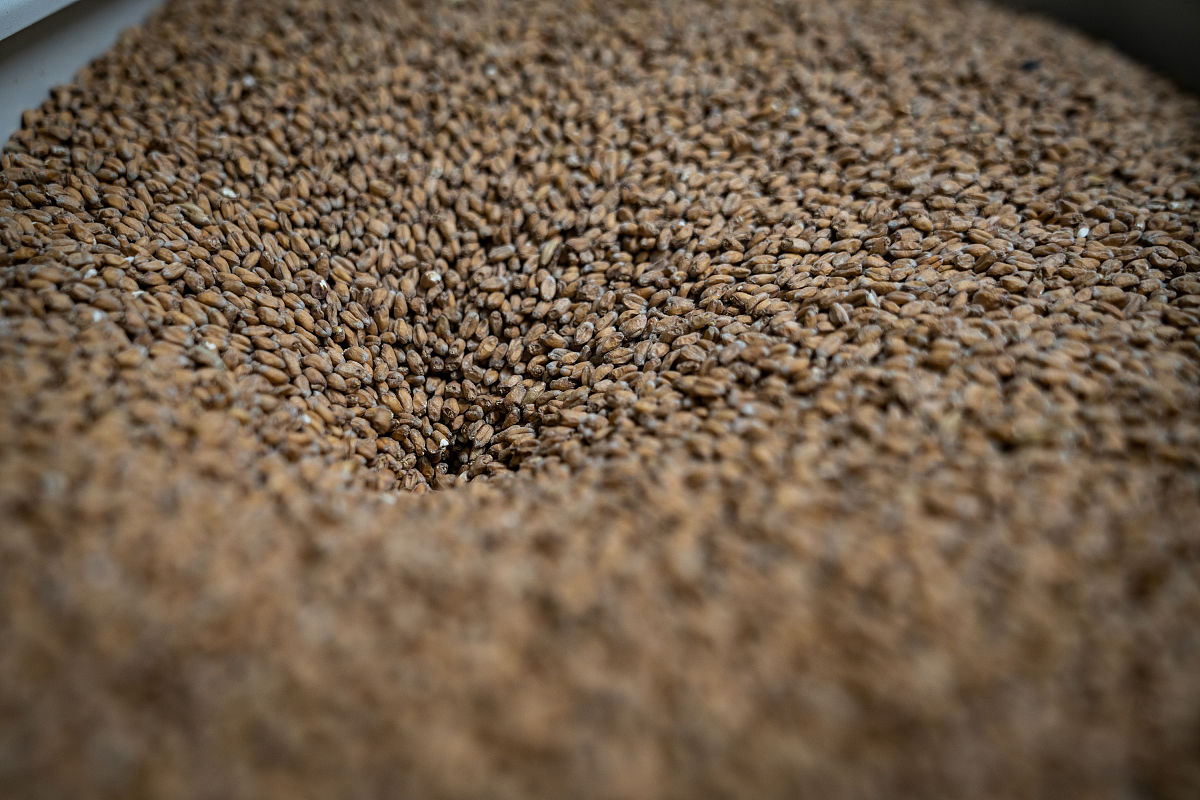 大学啤酒工艺实习：理论学习、思维探索和团队合作的收获