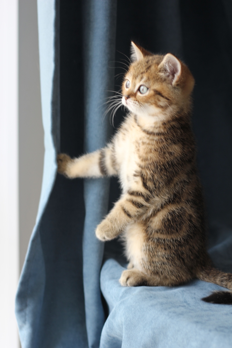 猫小症状图片大全