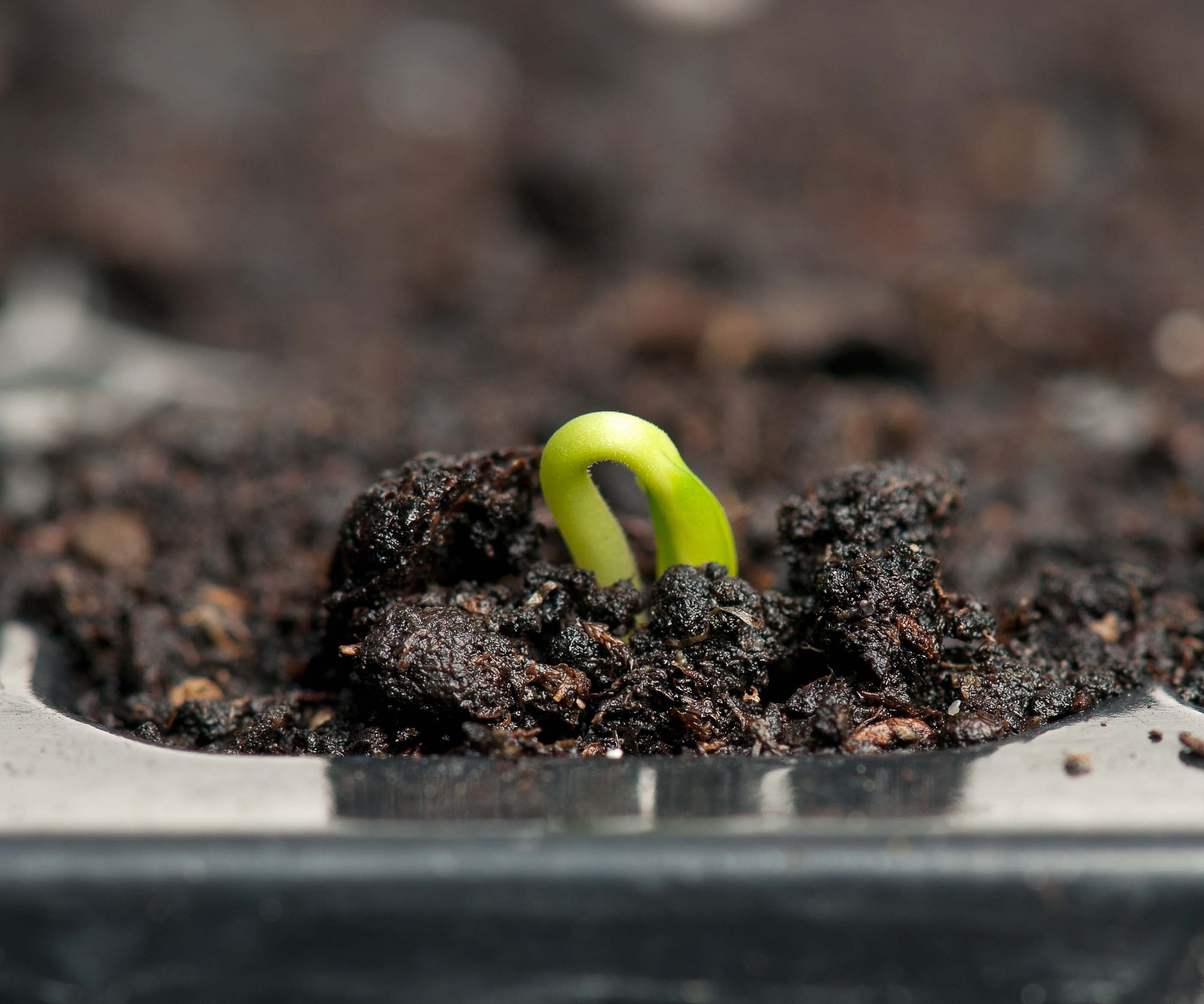 发芽种子和谷物指南：从制作堆肥到创建树枝围栏