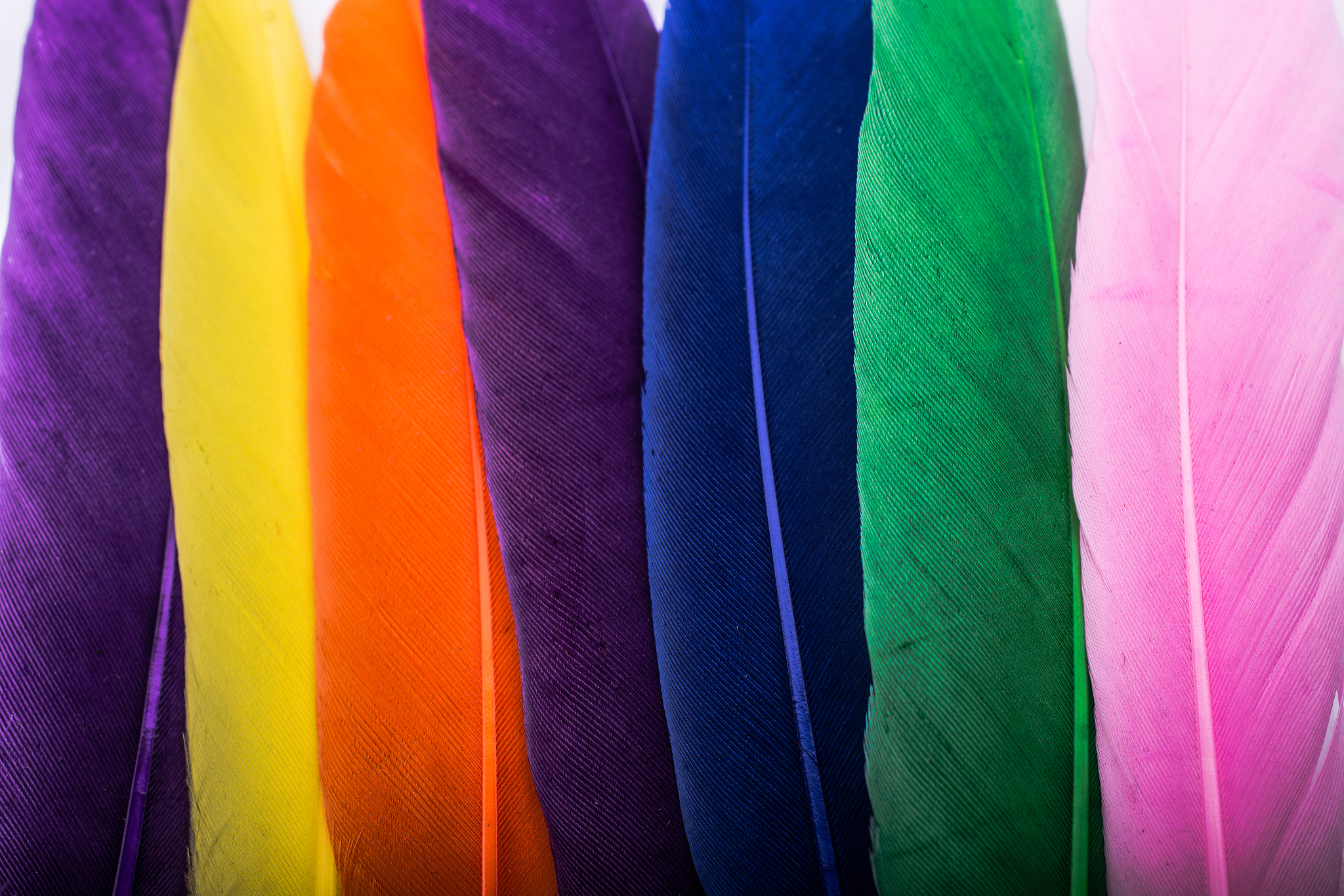 studio shot macro photo colored bird feathers
