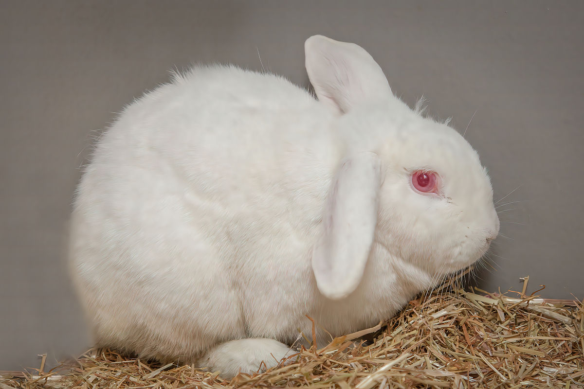 cpp题目描述菲波那契数列是指这样的数列 数列的第一个和第二个数都为 11接下来每个数都等于前面 22 个数之和。给出一个正整数 �k要求菲波那契数列中第 �k 个数是多少。输入格式输入一行包含一个正整数 �k。1=�=461=k=46输出格式输出一行包含一个正整数表示菲波那契数列中第 �k 个数的大小输入输出样例样例 1输入样例 复制4输出样例 复制3