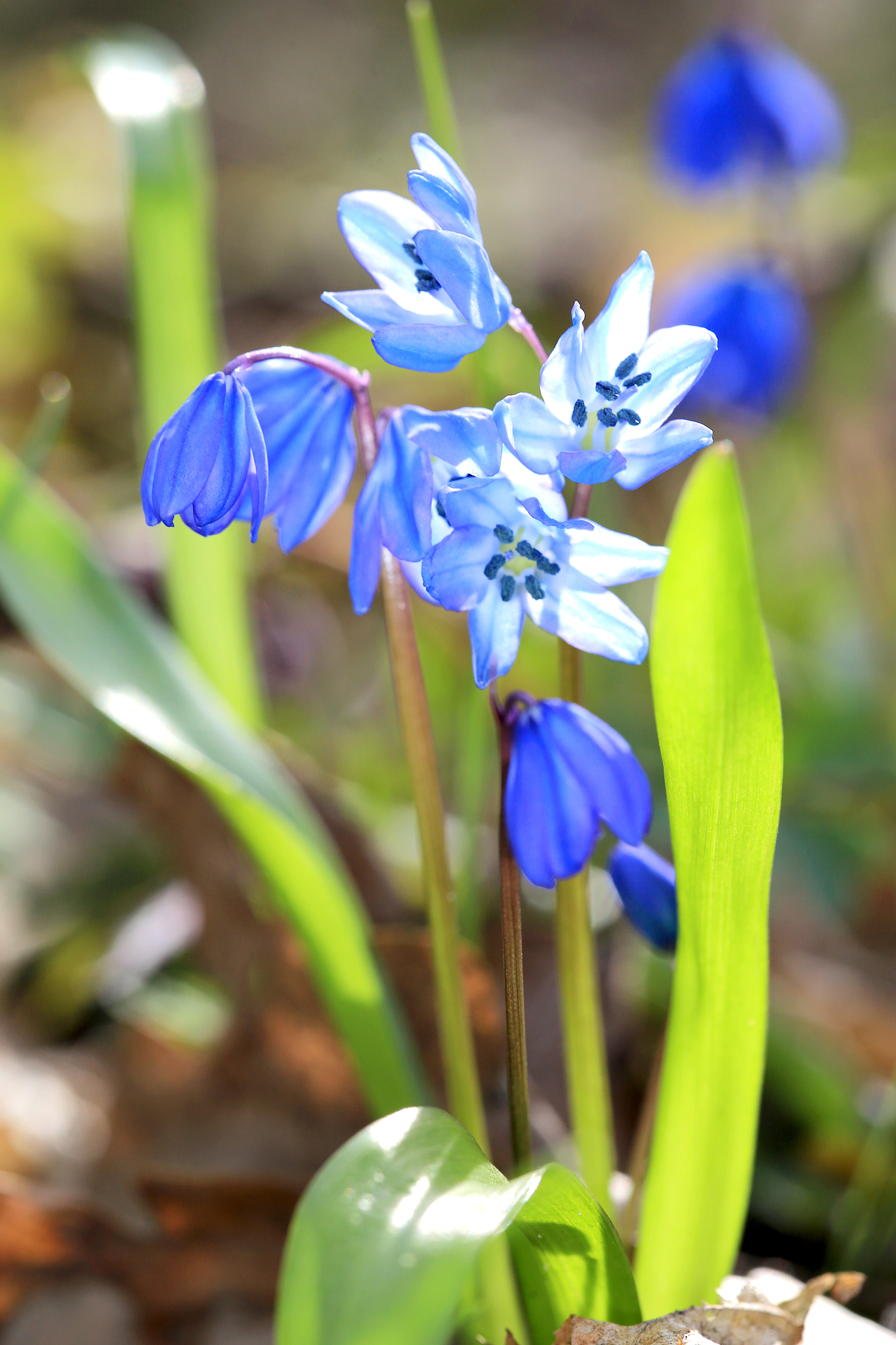 scilla bifolia spring flowers