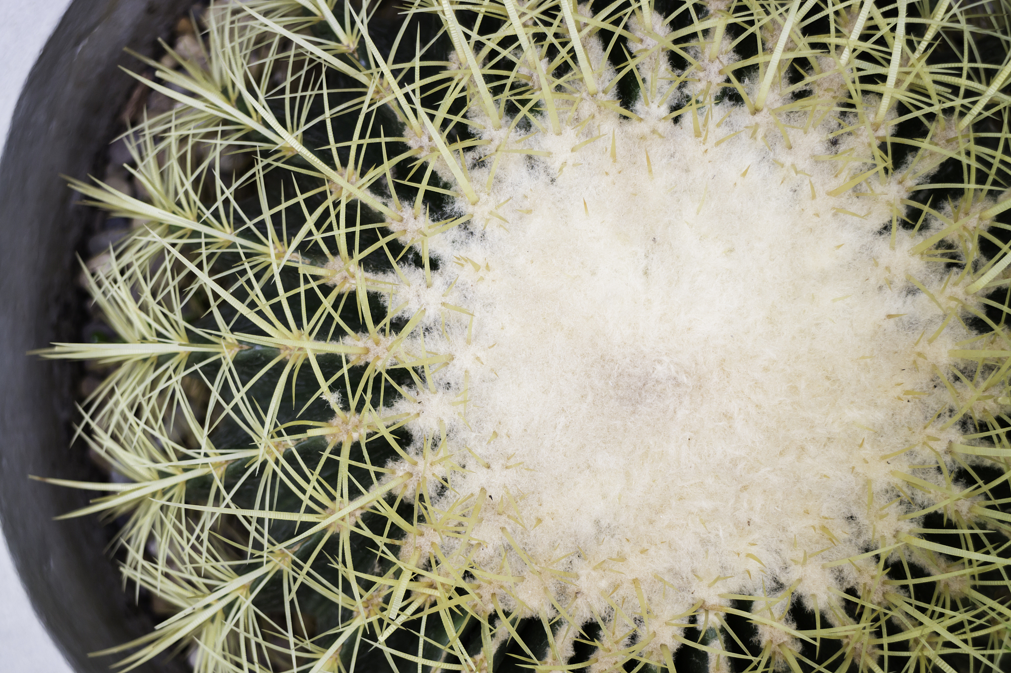 close-up shot on top of cactus