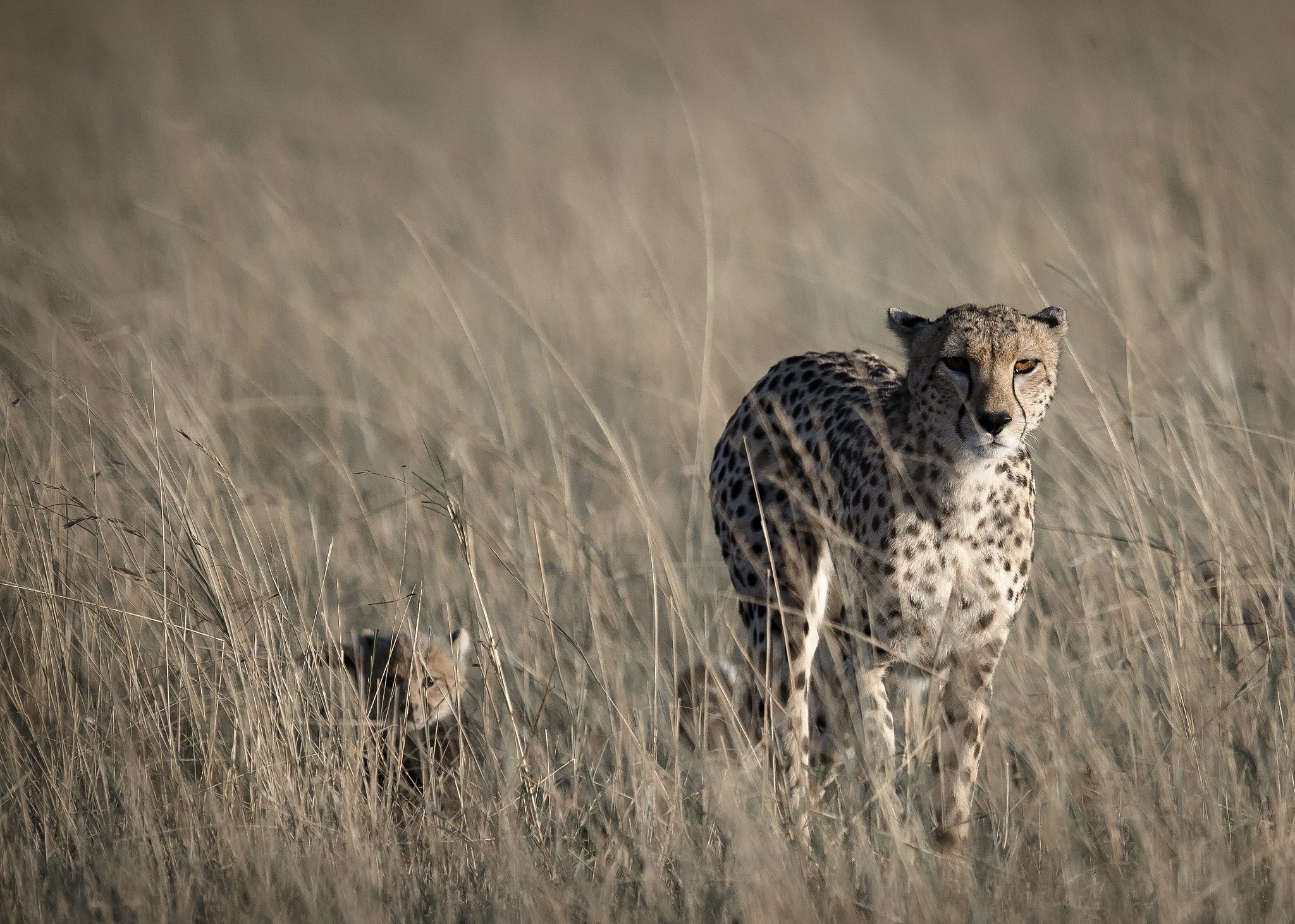 two in the grass
