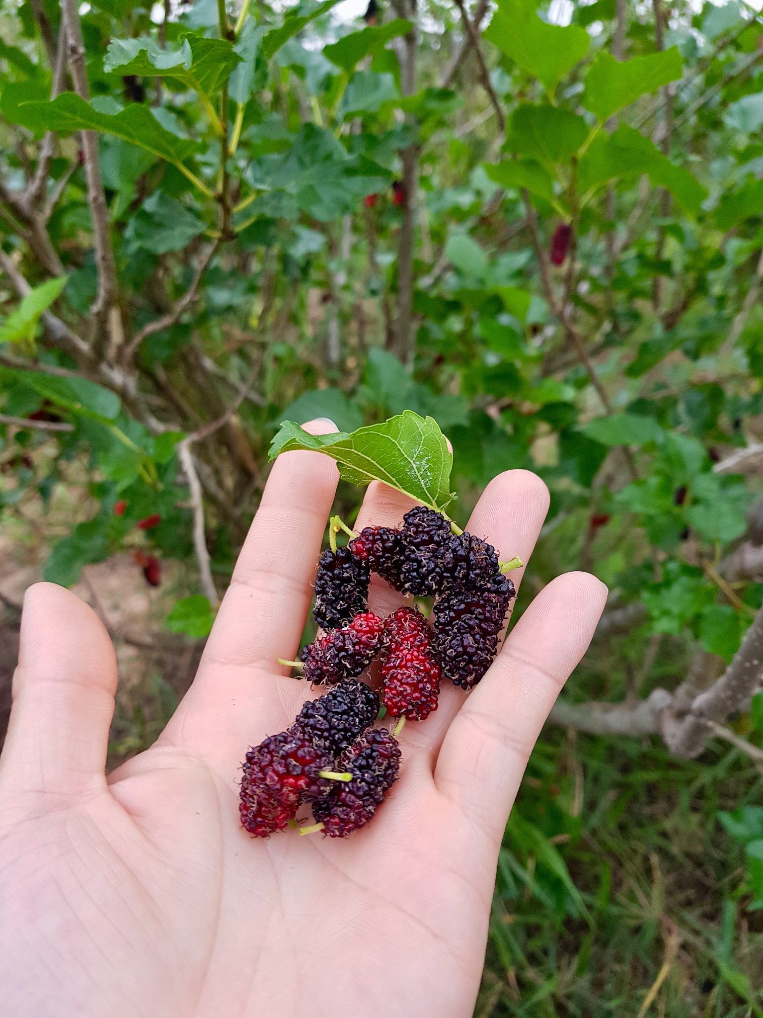 长果桑与桑葚的区别