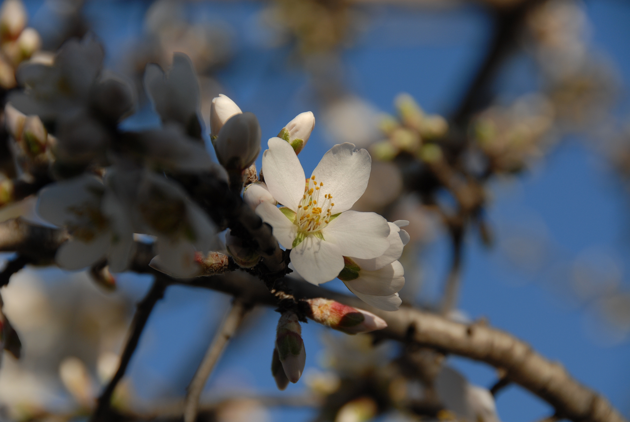 mandelblüte in spanien