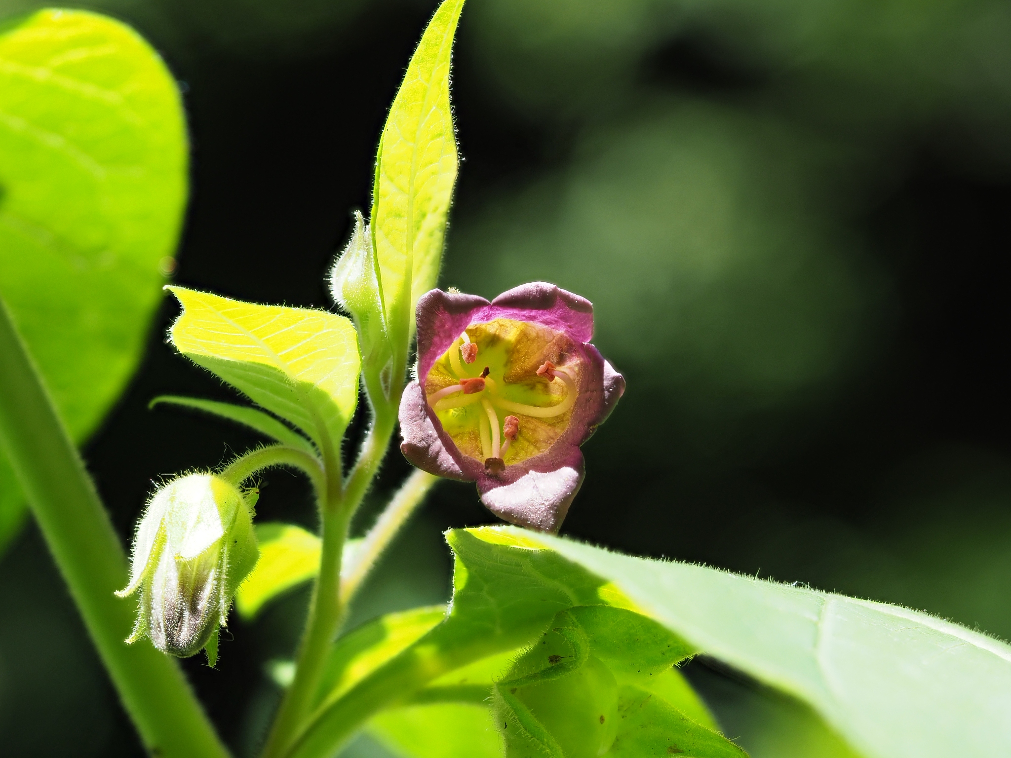blüte der tollkirsche