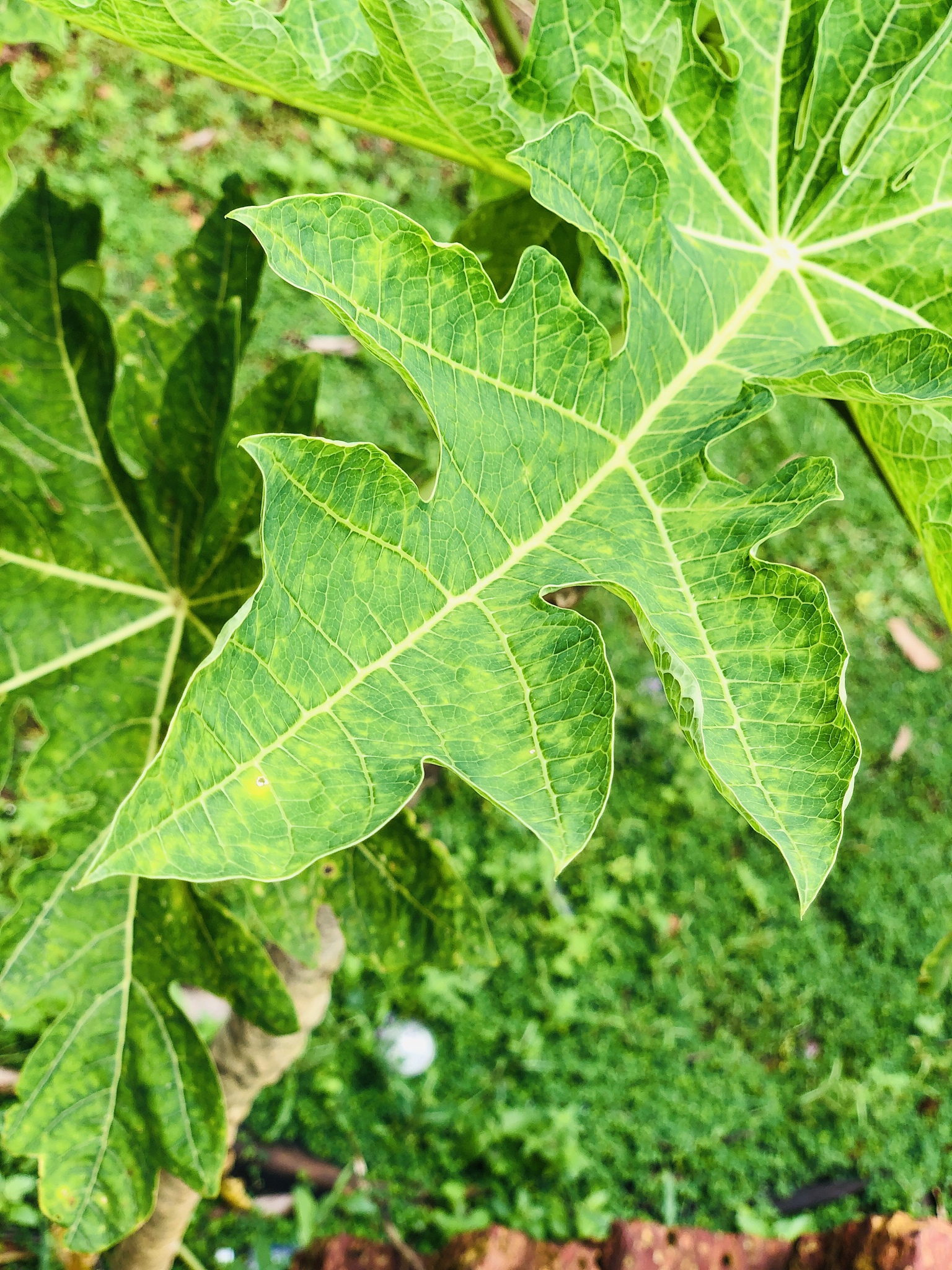 close-up of green leaves on plant