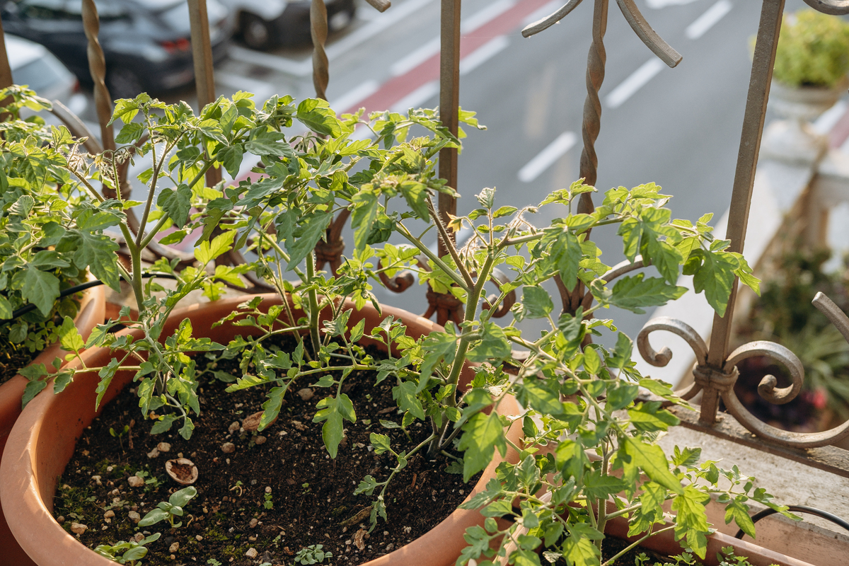 chatgptHello! How may I assist you today圣女果种植圣女果是一种非常受欢迎的水果也称为樱桃番茄或小番茄。以下是圣女果种植的一些基本步骤：1 土壤：选择疏松、肥沃、排水好的土壤进行种植最好添加有机肥料。2 种子：选择高质量的种子最好在早春和早夏种植。种子应该在温水中泡24个小时然后再储存种子3-4天让它们发芽。3 播种：把种子深度埋到土里约1厘米左右每株之间应保