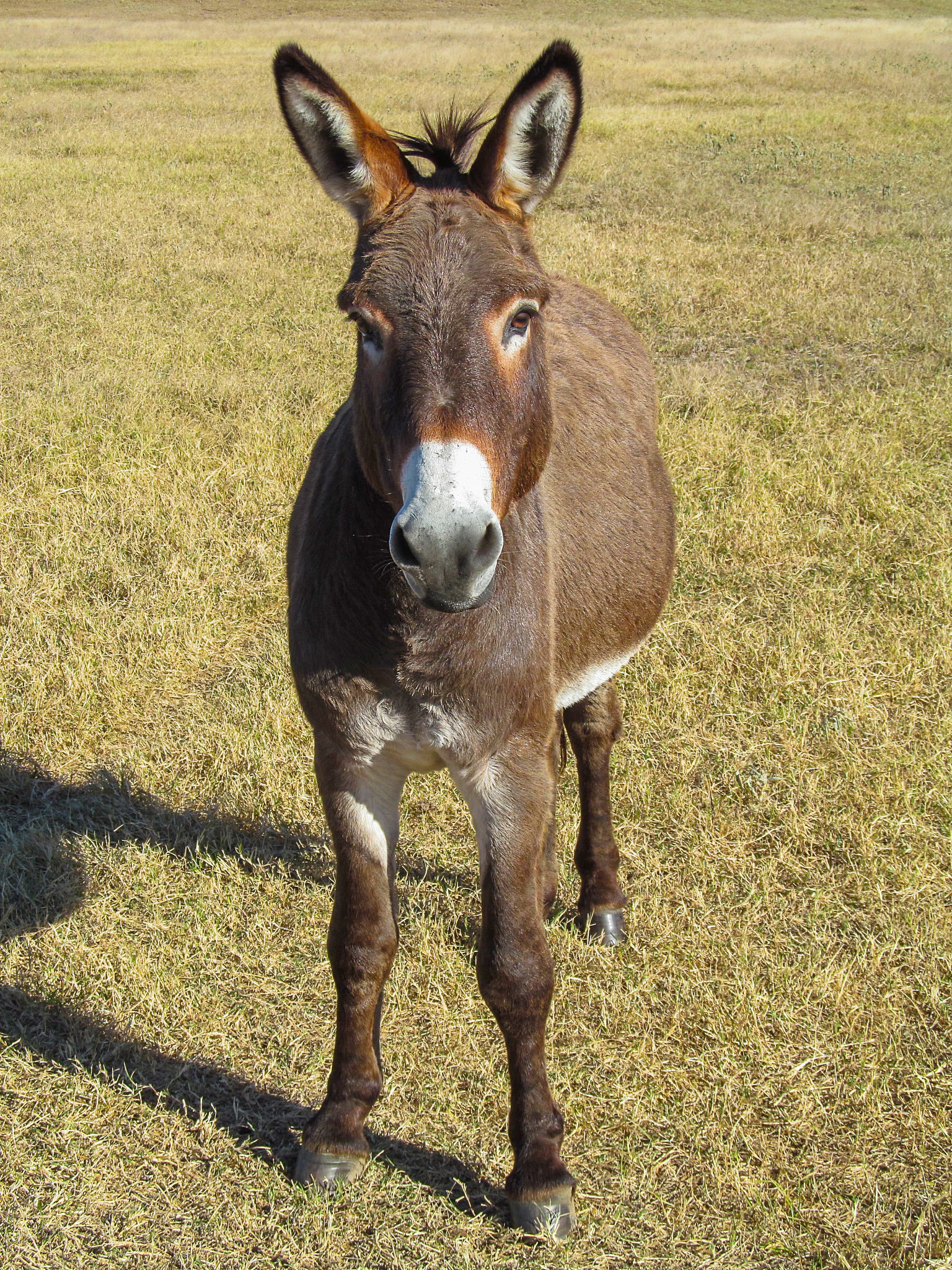 donkey - in front view.