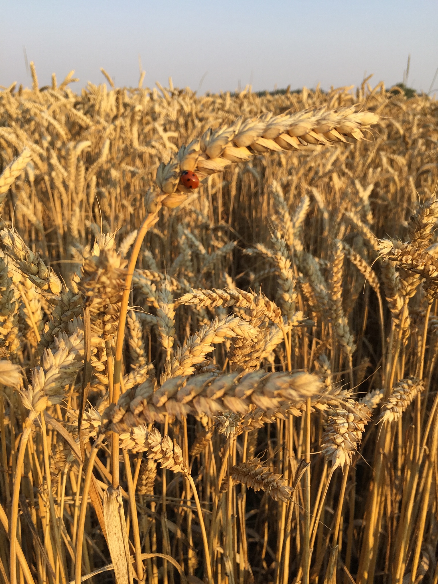 农业区位因素说课稿