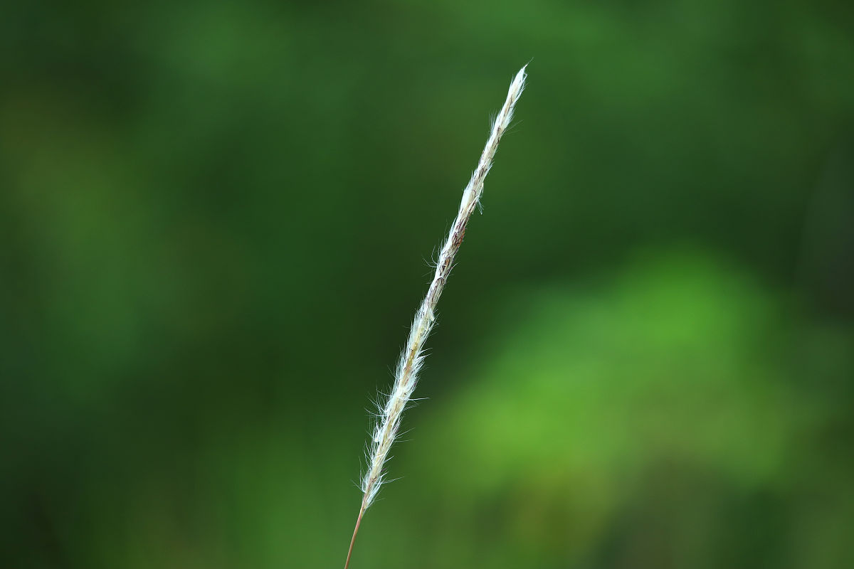 什么是画面景深？ - 摄影和电影中的重要概念
