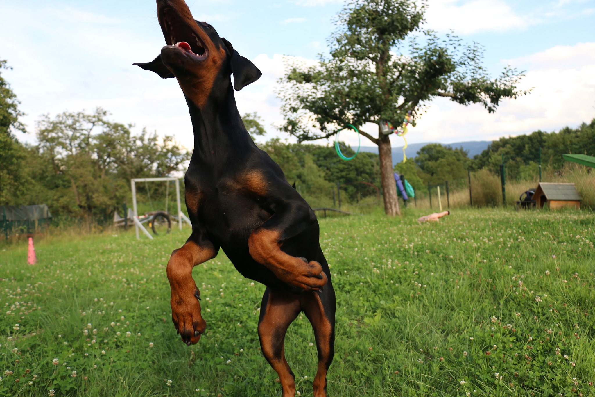 dog