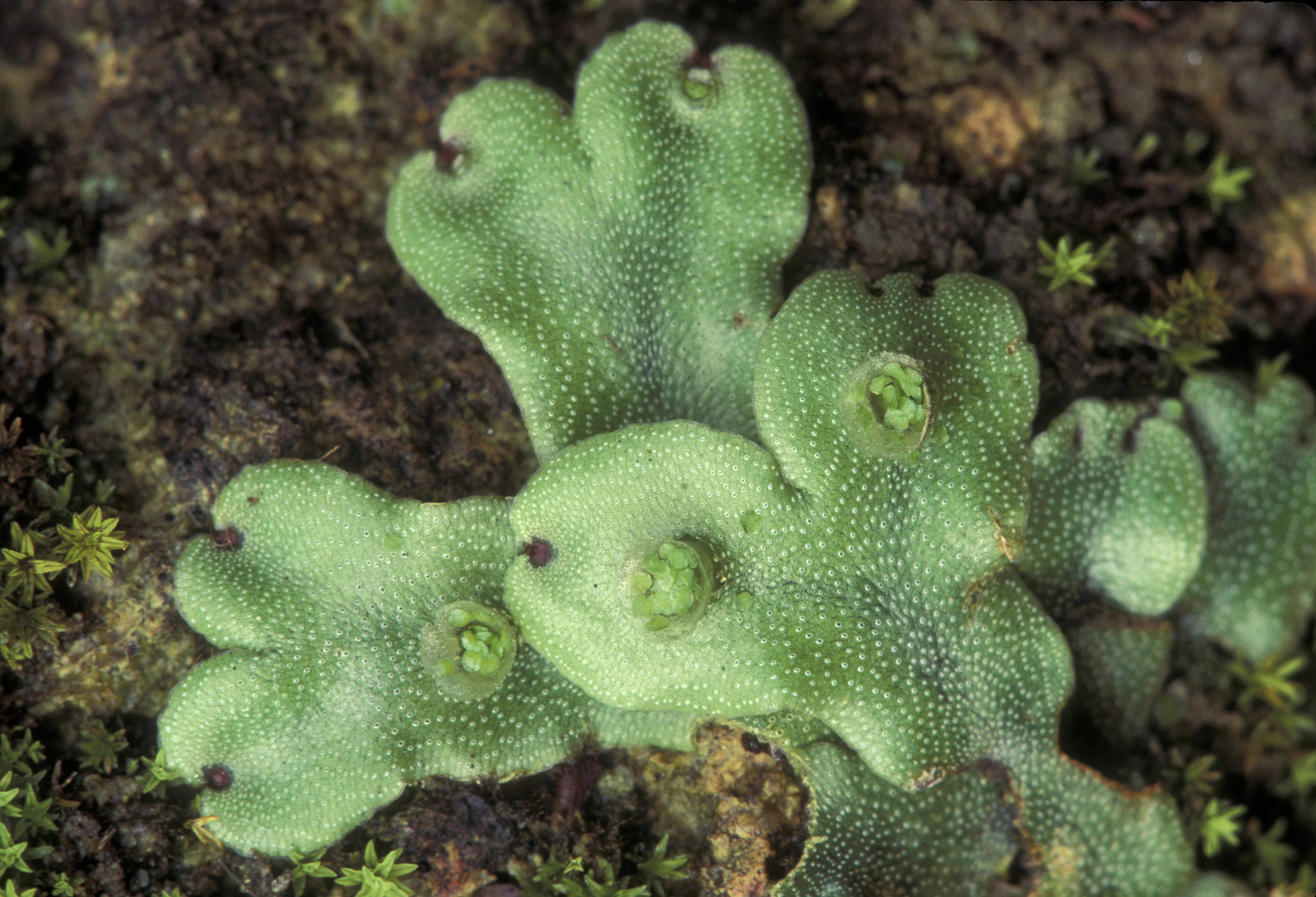 gemmae cups. liverwort. asexual reproduction. marchantia sp. gem