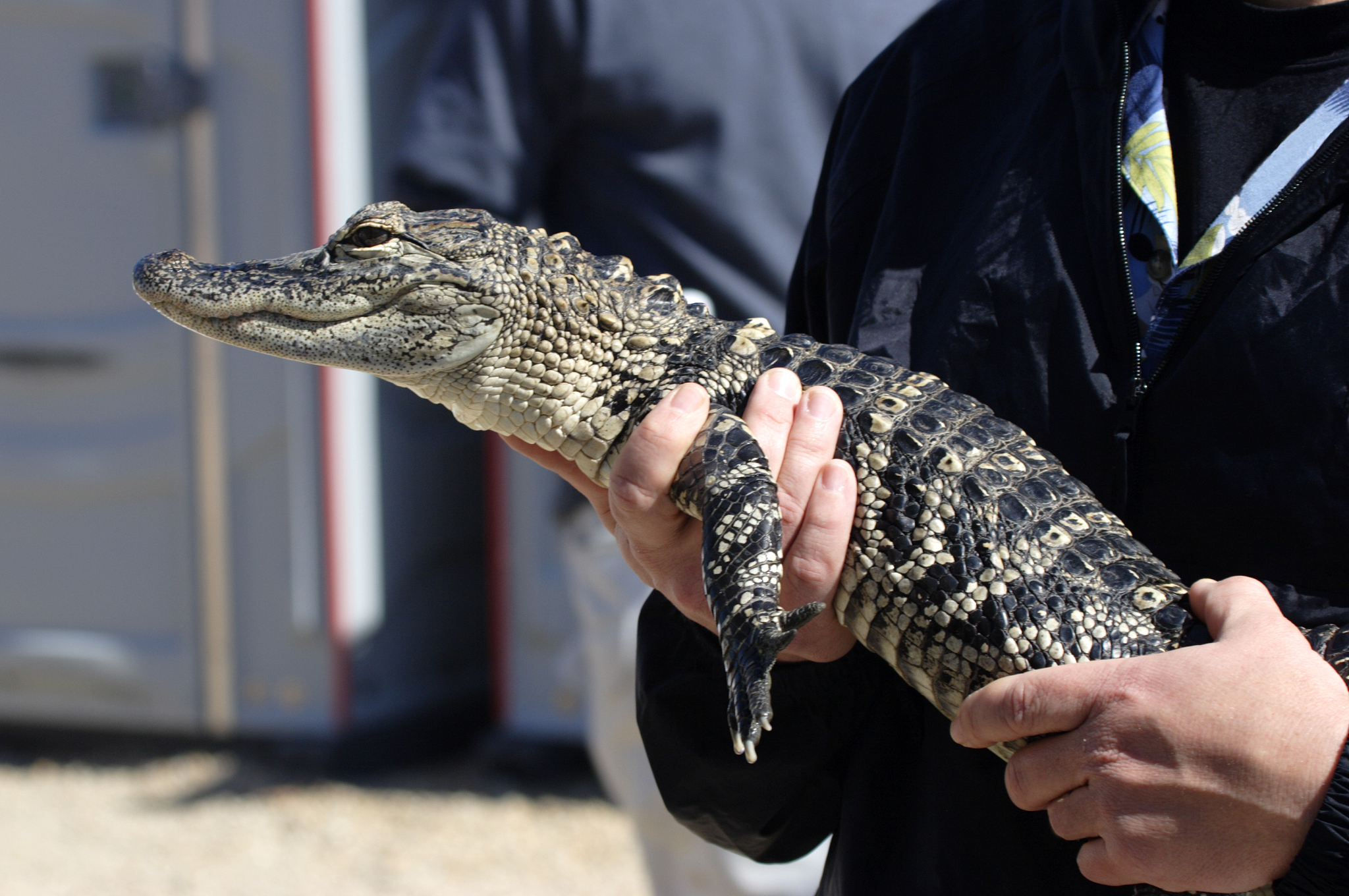 请编写剧本：旁白推进故事顾森西为打开易瑶心结带她一起去跳舞
