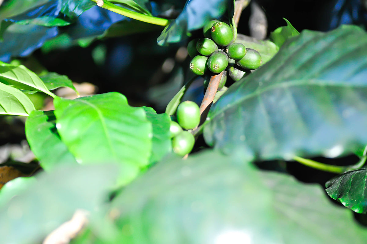 榕属天仙果：清热解毒、止血良药