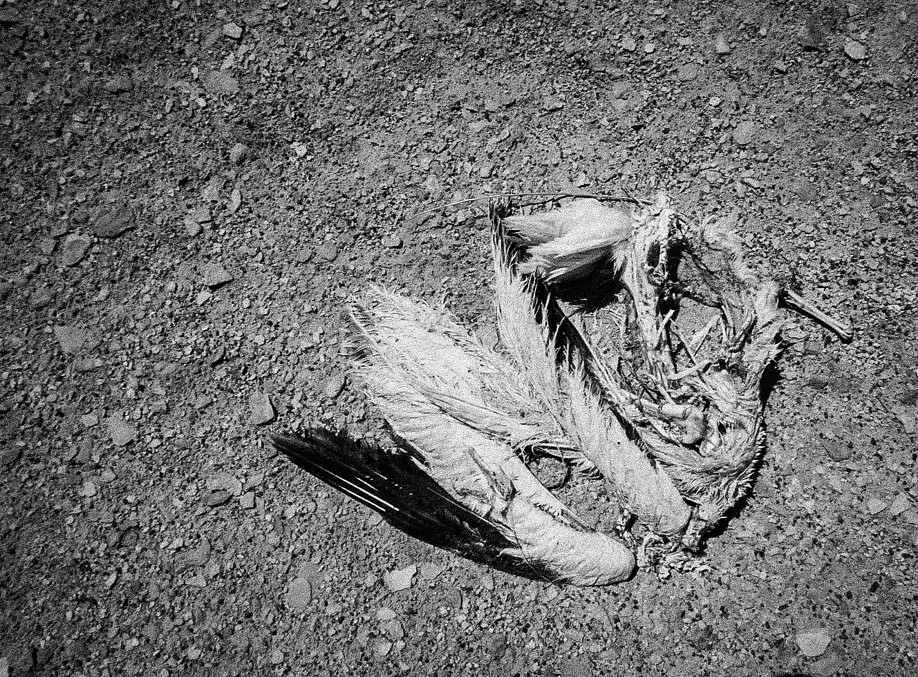 high angle view of dead bird