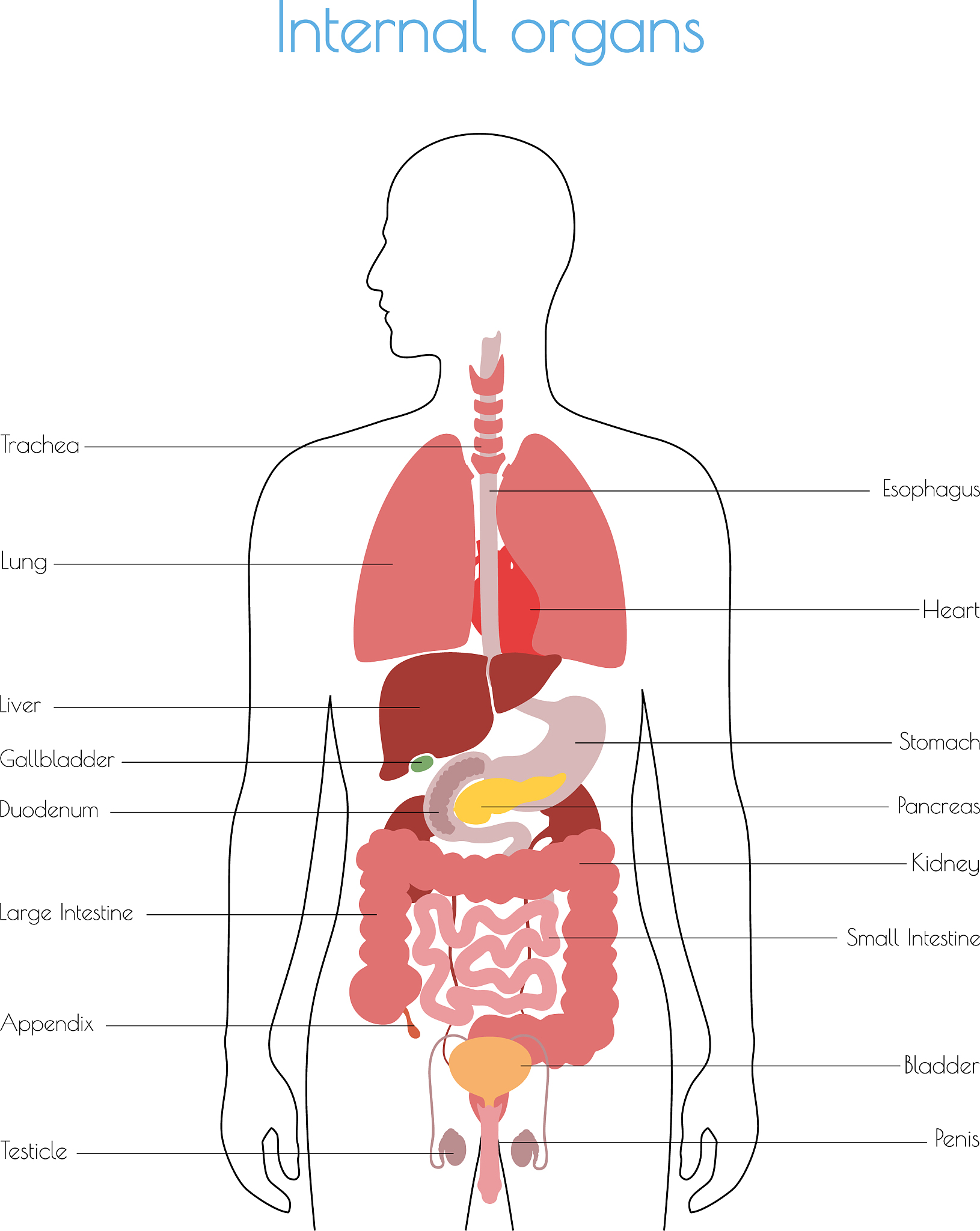 阴囊异味怎么办？原因、解决方法及就医建议