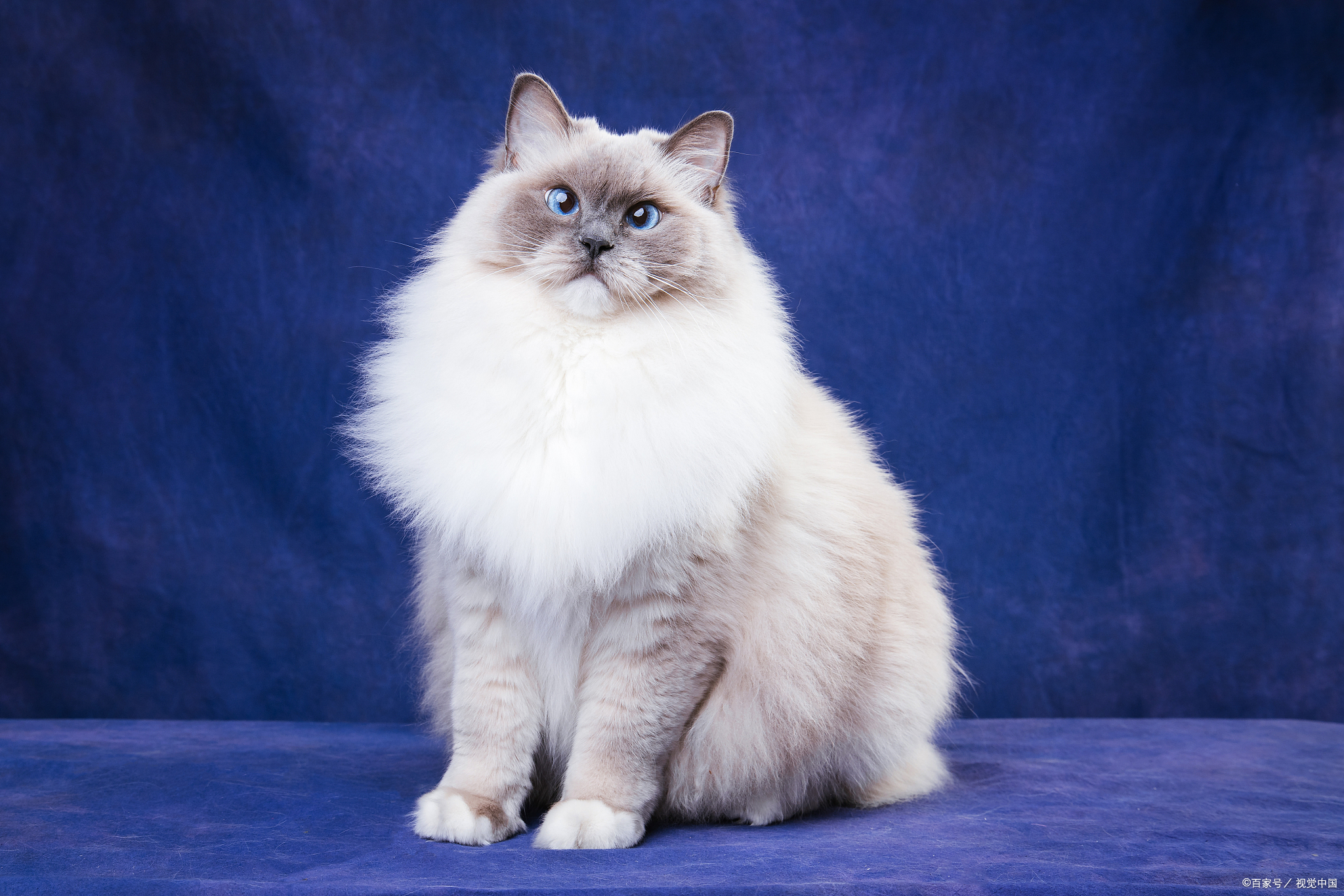 布偶猫的简介与特点是什么？