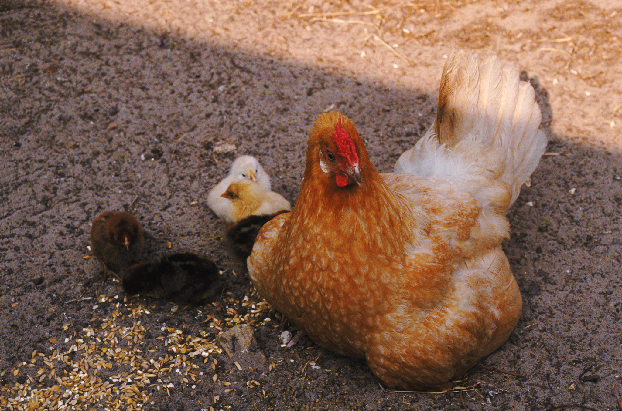 chicken