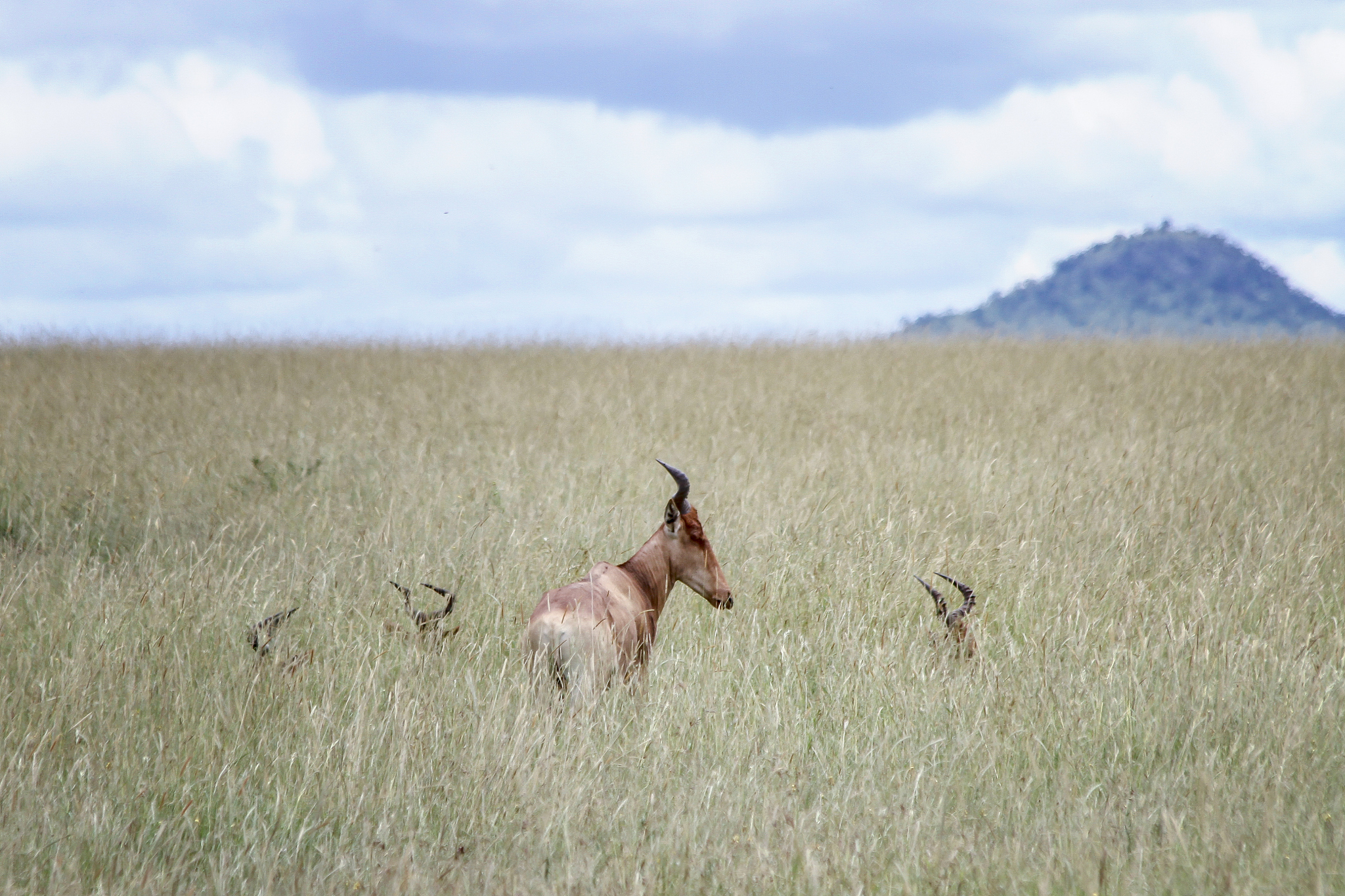 a herd of hartebeest walking