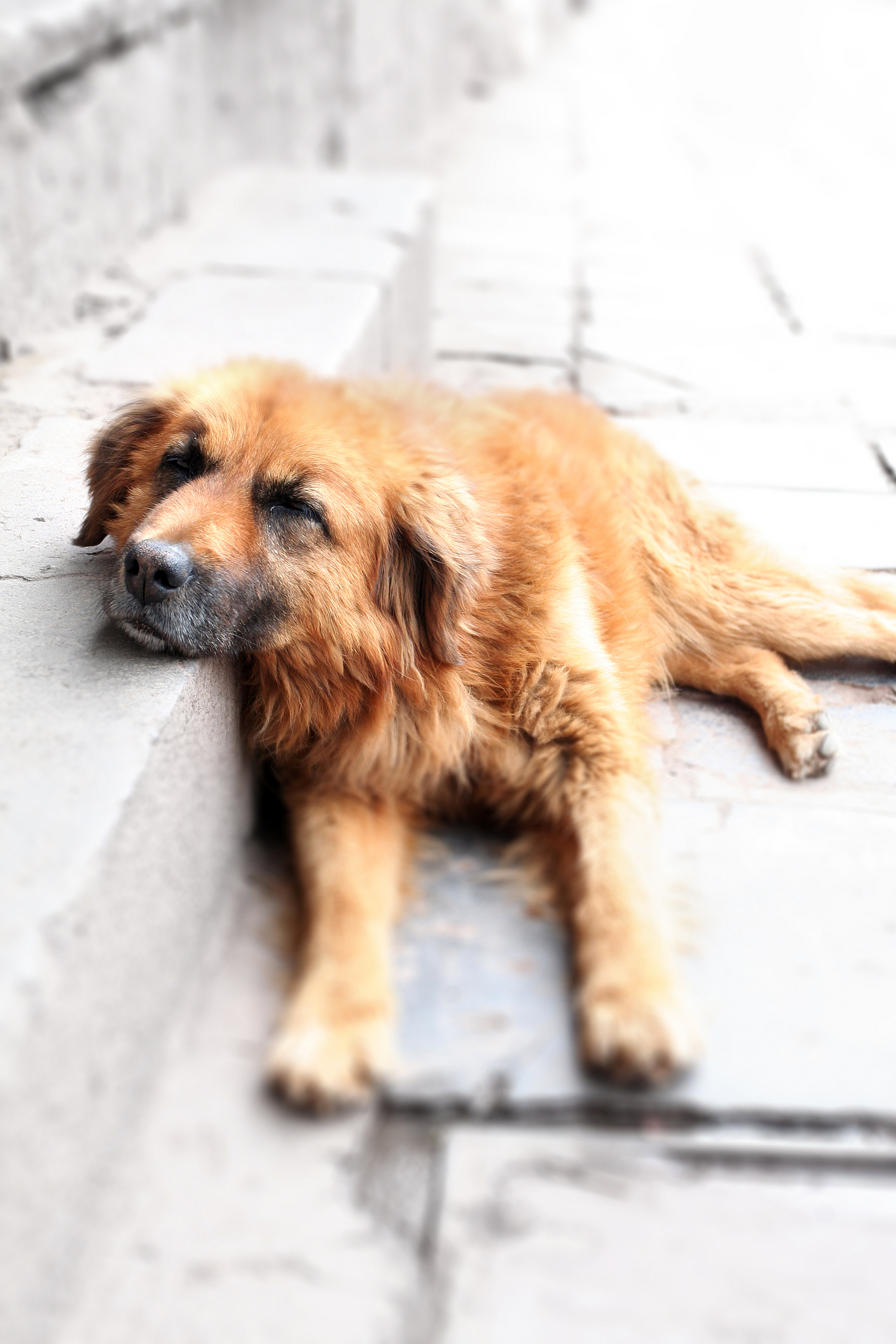 以宠物伴侣的情感和情绪表达为题写一篇1100文章