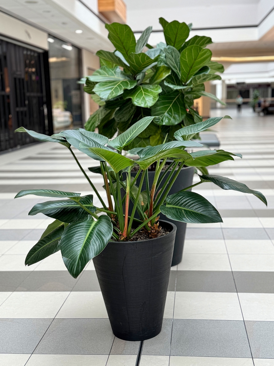 龟背竹养成老桩技巧：3000字详细指南