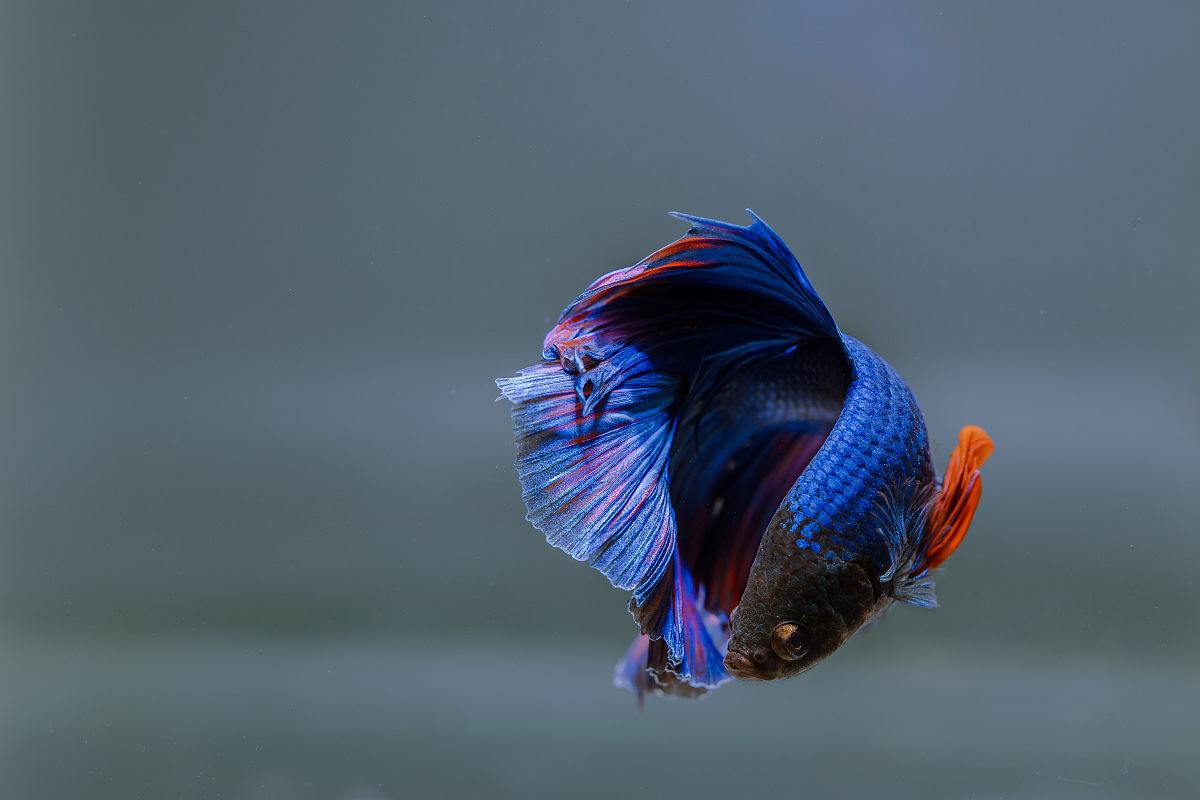 请帮我写1篇不少于750汉字的博客文章语言要幽默口语化。主题是：热带鱼品种大全图十种最漂亮观赏性高的热带鱼