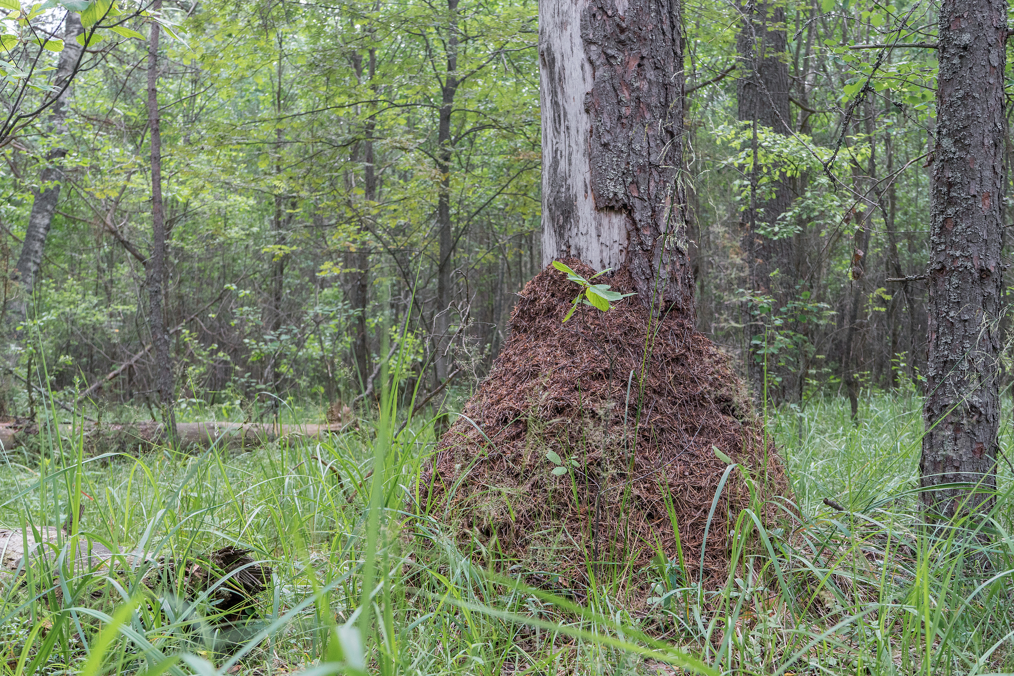 林业害虫危害：中国现状、影响及防控措施