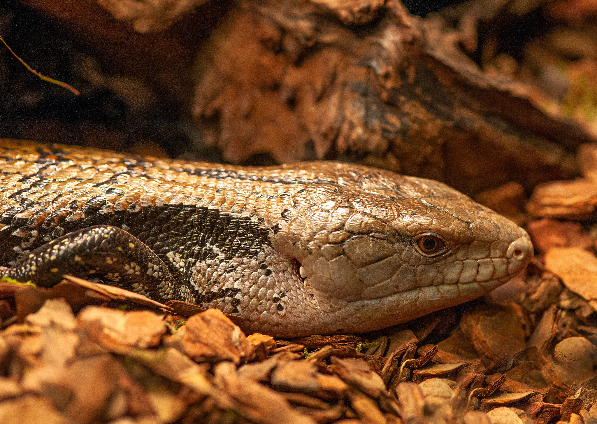 梦里的我喝蓝墨水舌头变成了蓝舌头