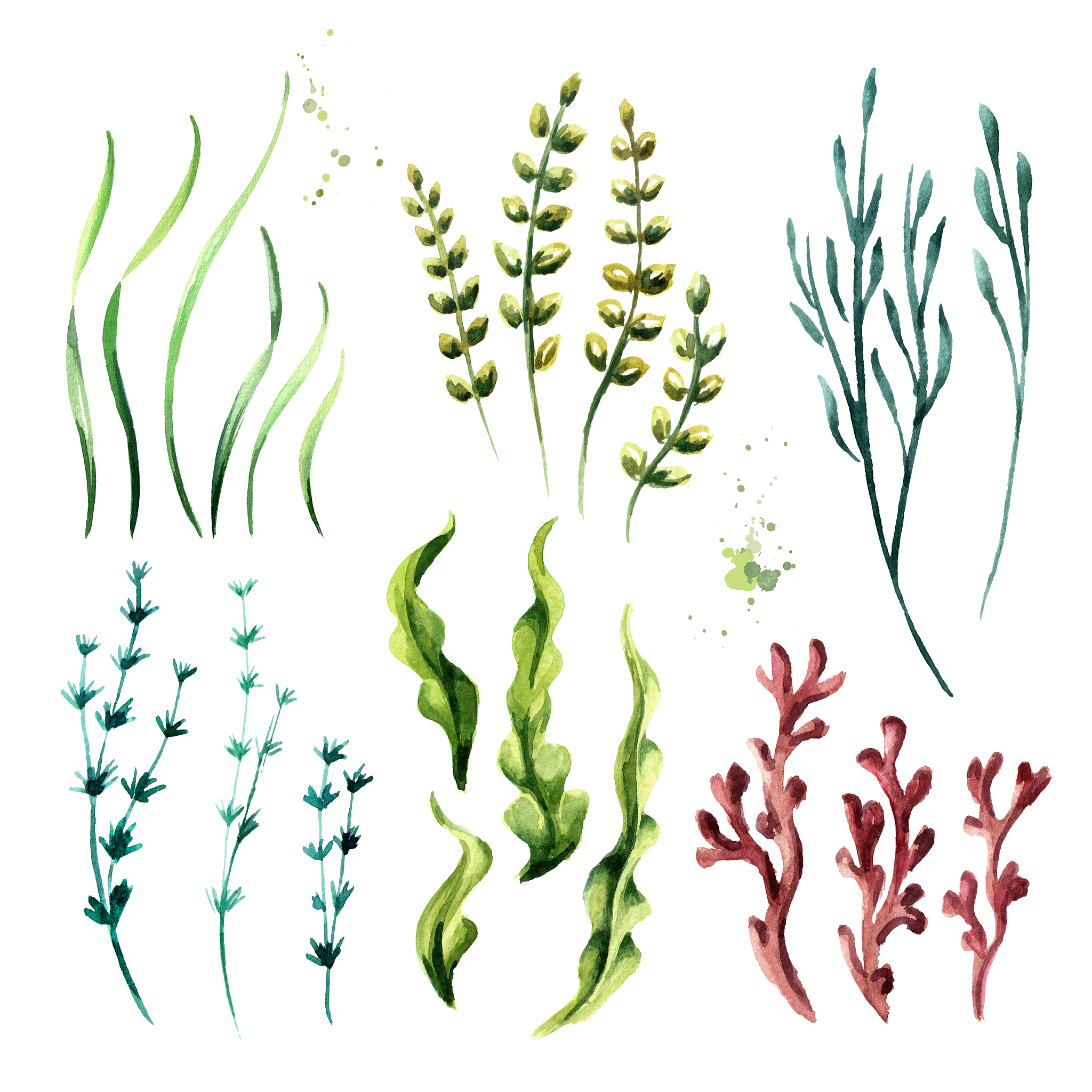 algae elements set. watercolor hand drawn illustration, isolated