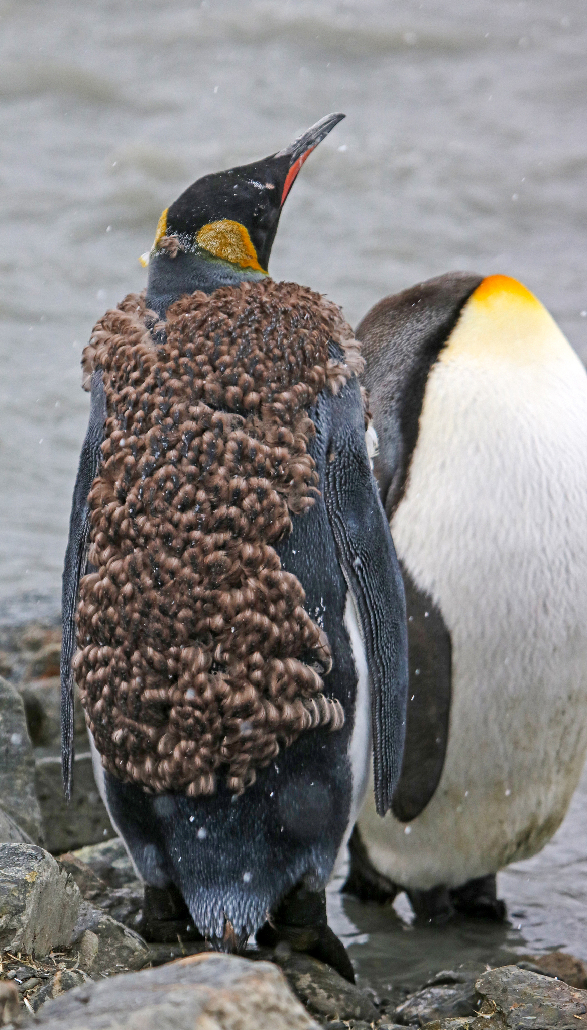 king penguin, south georgia