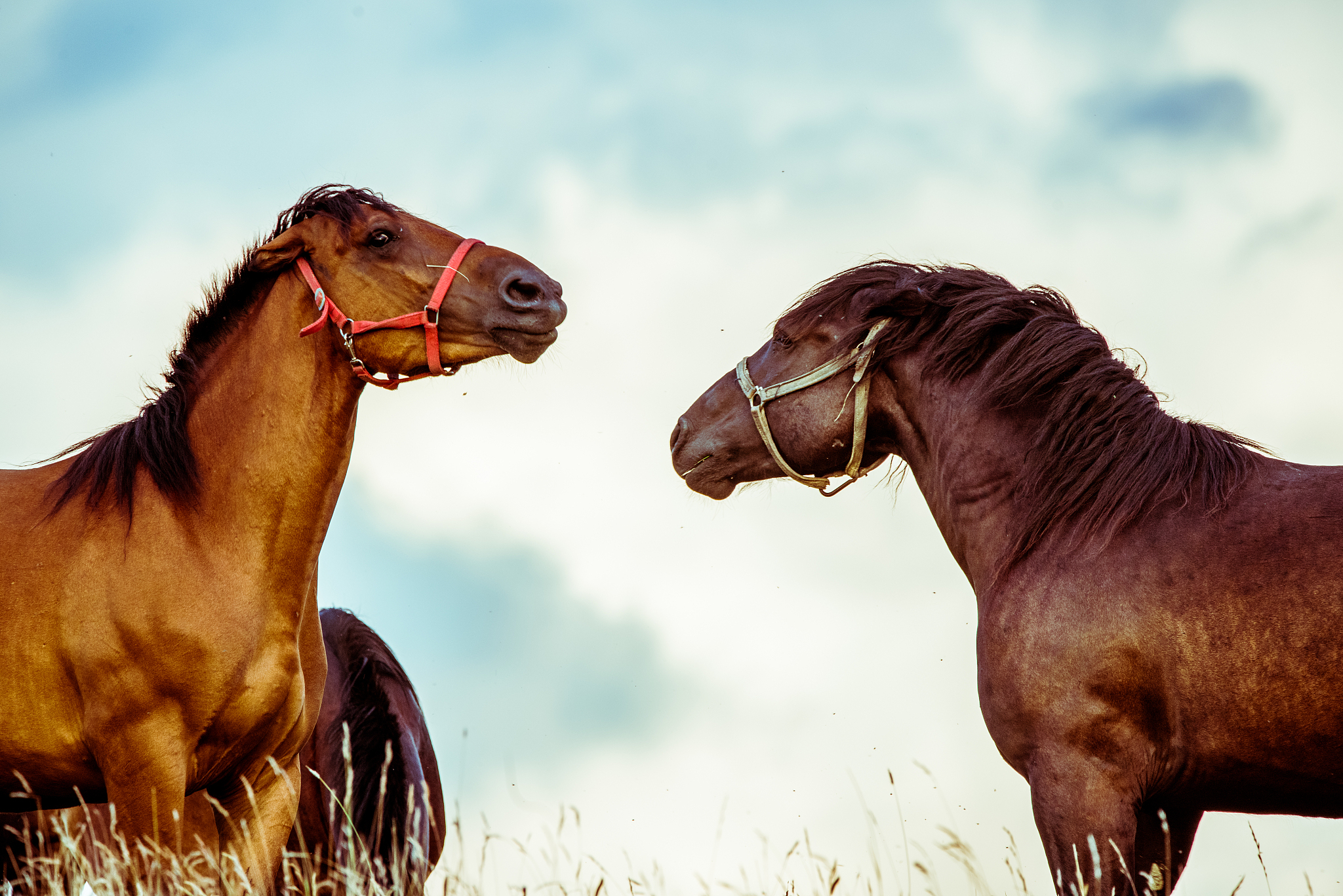 two horses playing together