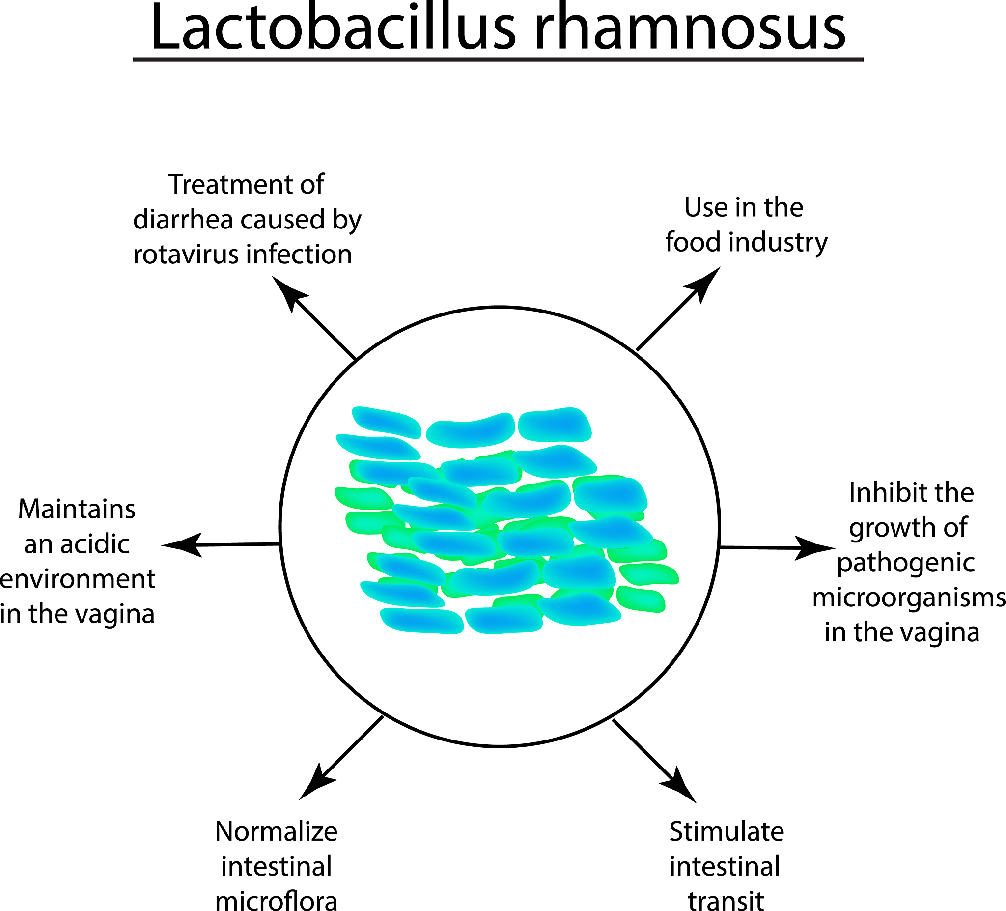 改写：Polysaccharides and exopolysaccharides were extracted from P eryngii PEPS and S thermophilus ASCC 1275 ST1275 EPS separately 17 both of which exhibited the antibacterial activity against E coli gra