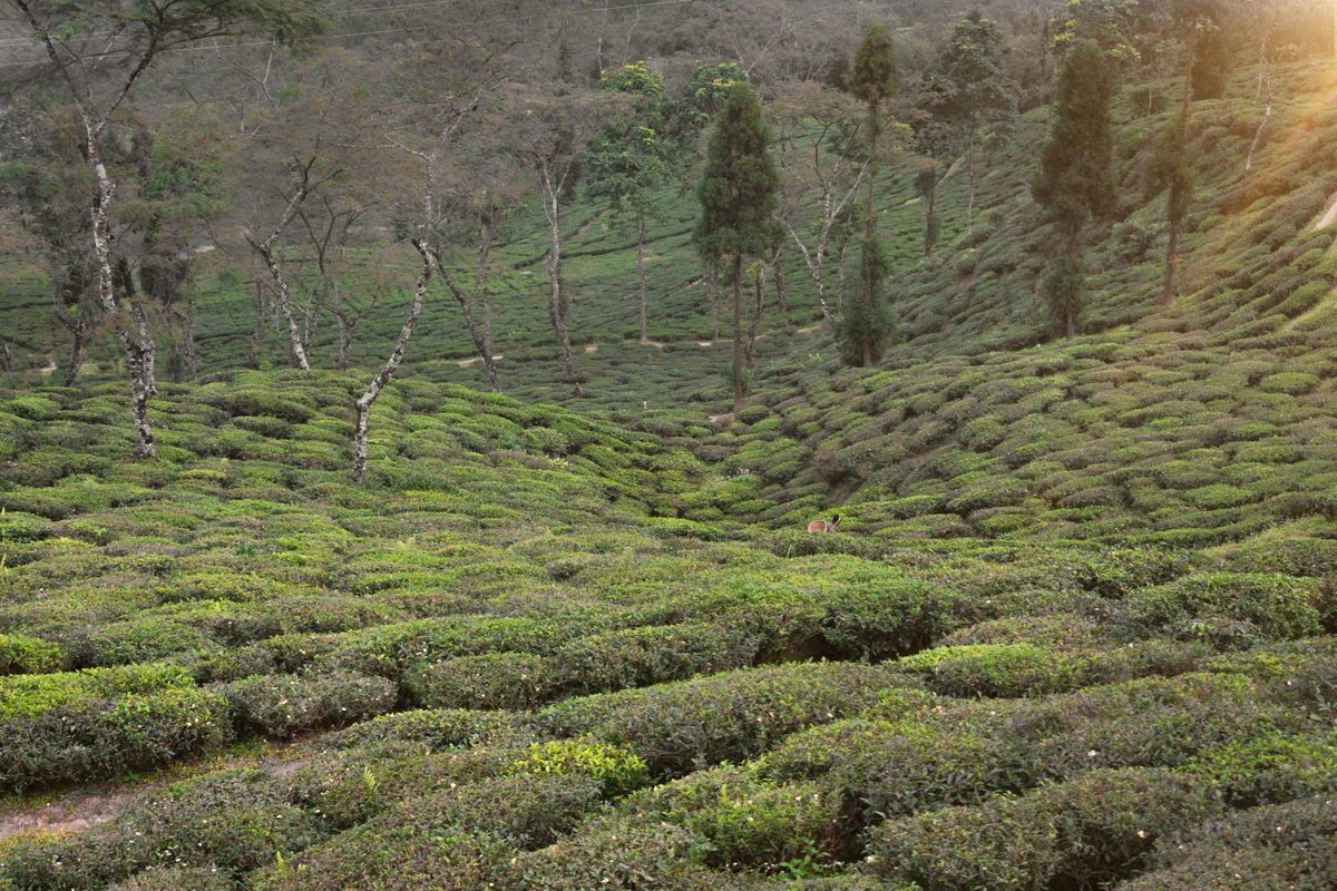 去神农架下谷坪调研野茶有什么价值