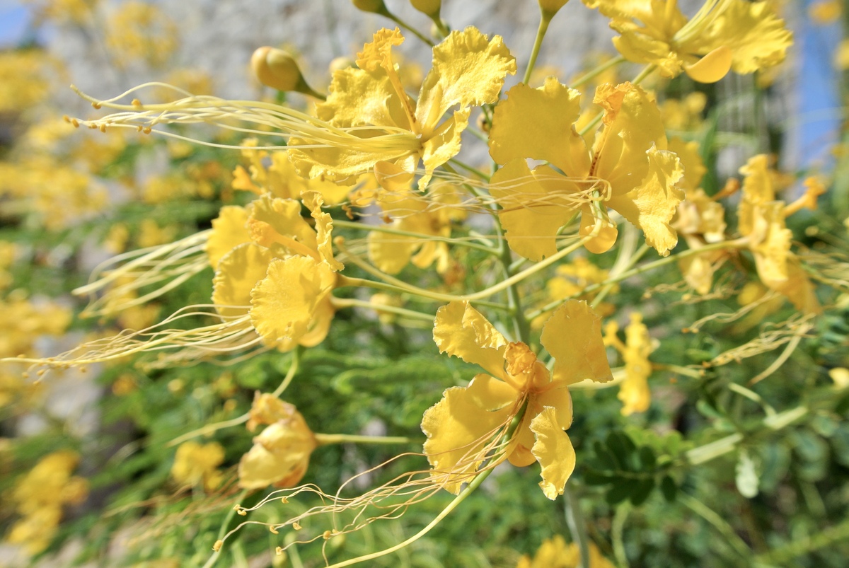 石楠花、黄刺玫、玄参科、唇形科花程式解析 - 花卉知识科普