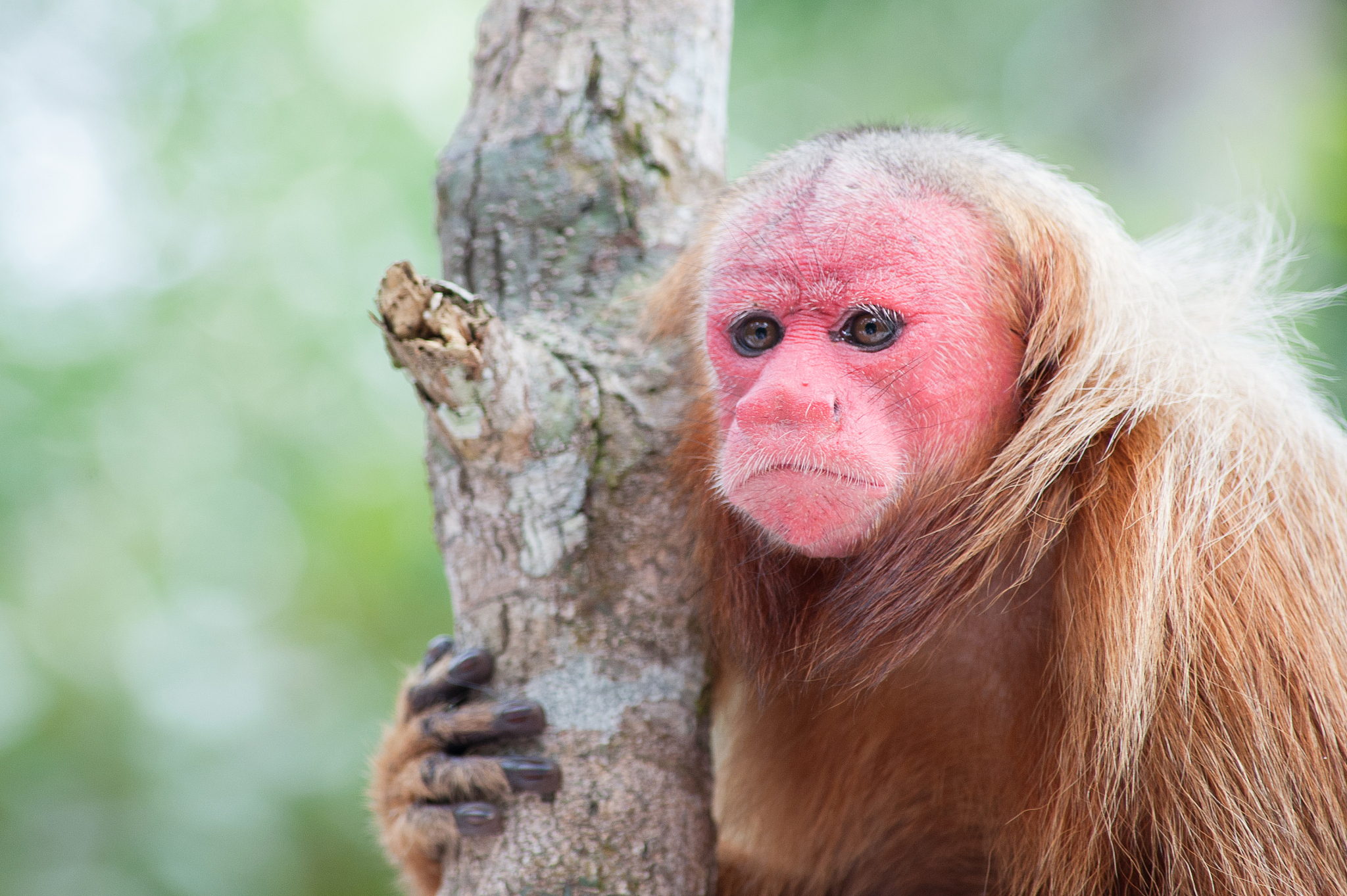 什么动物看粉红色外套回答及拓展