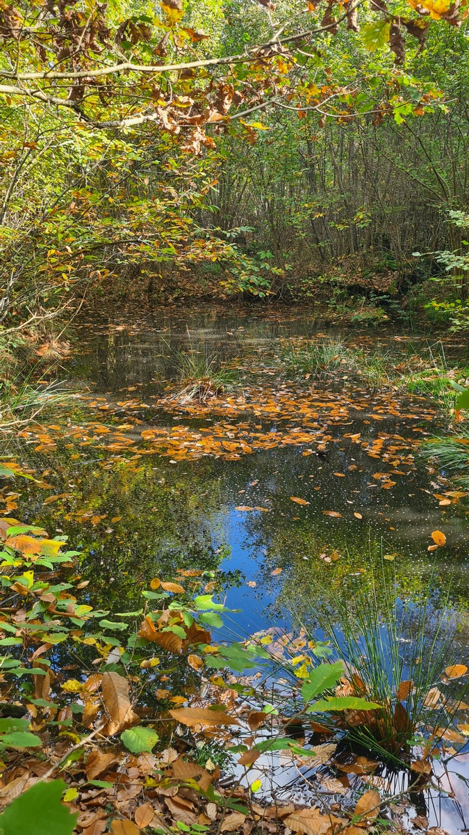 小池描写的景色：秋天的湖边美景