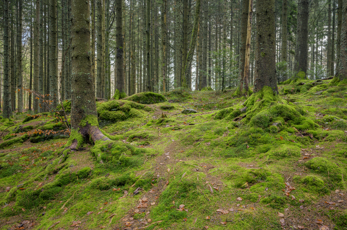 季节变化对人类活动与生态环境影响研究综述