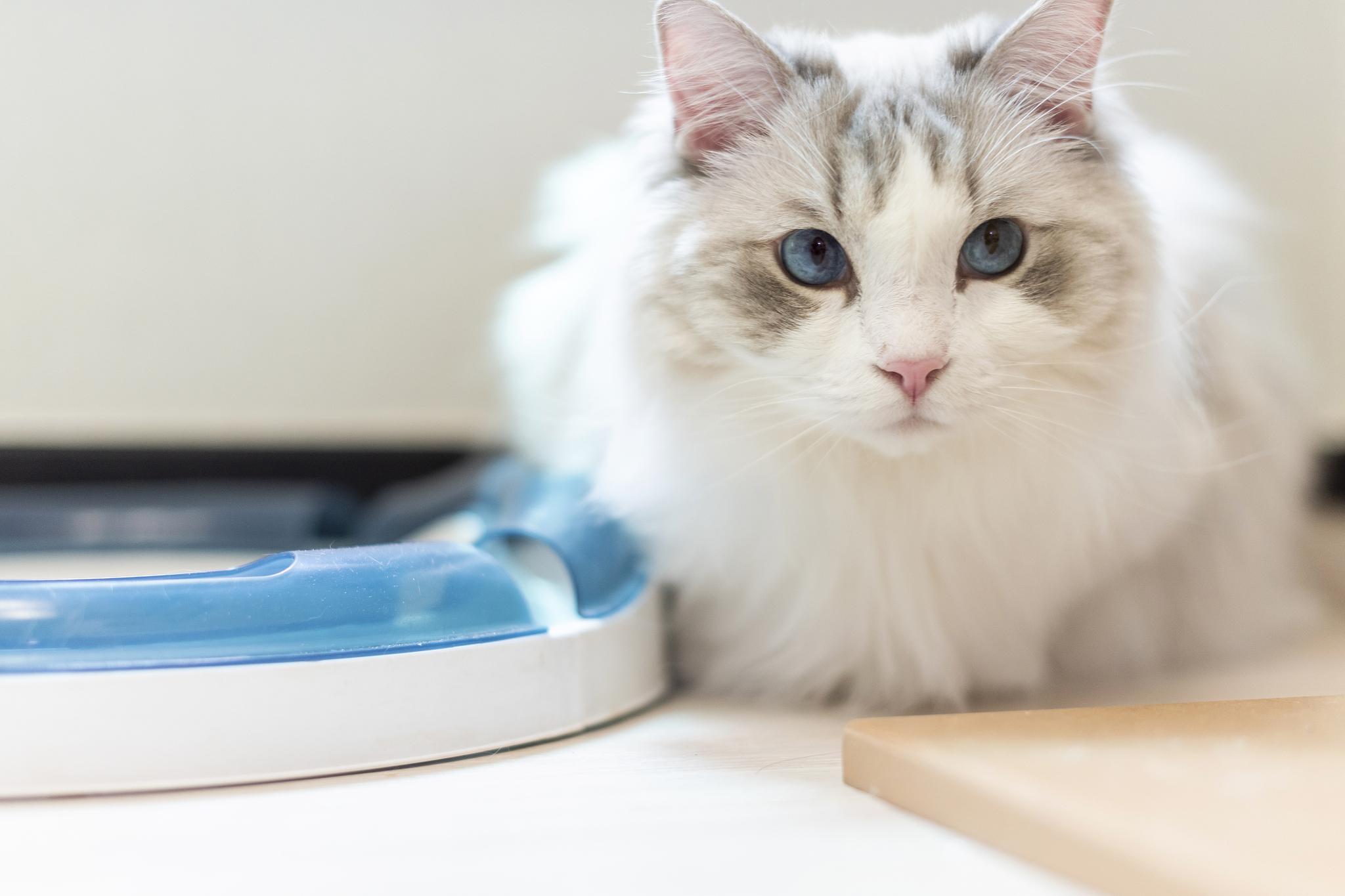 cat lying on front next to cat tower on the floor