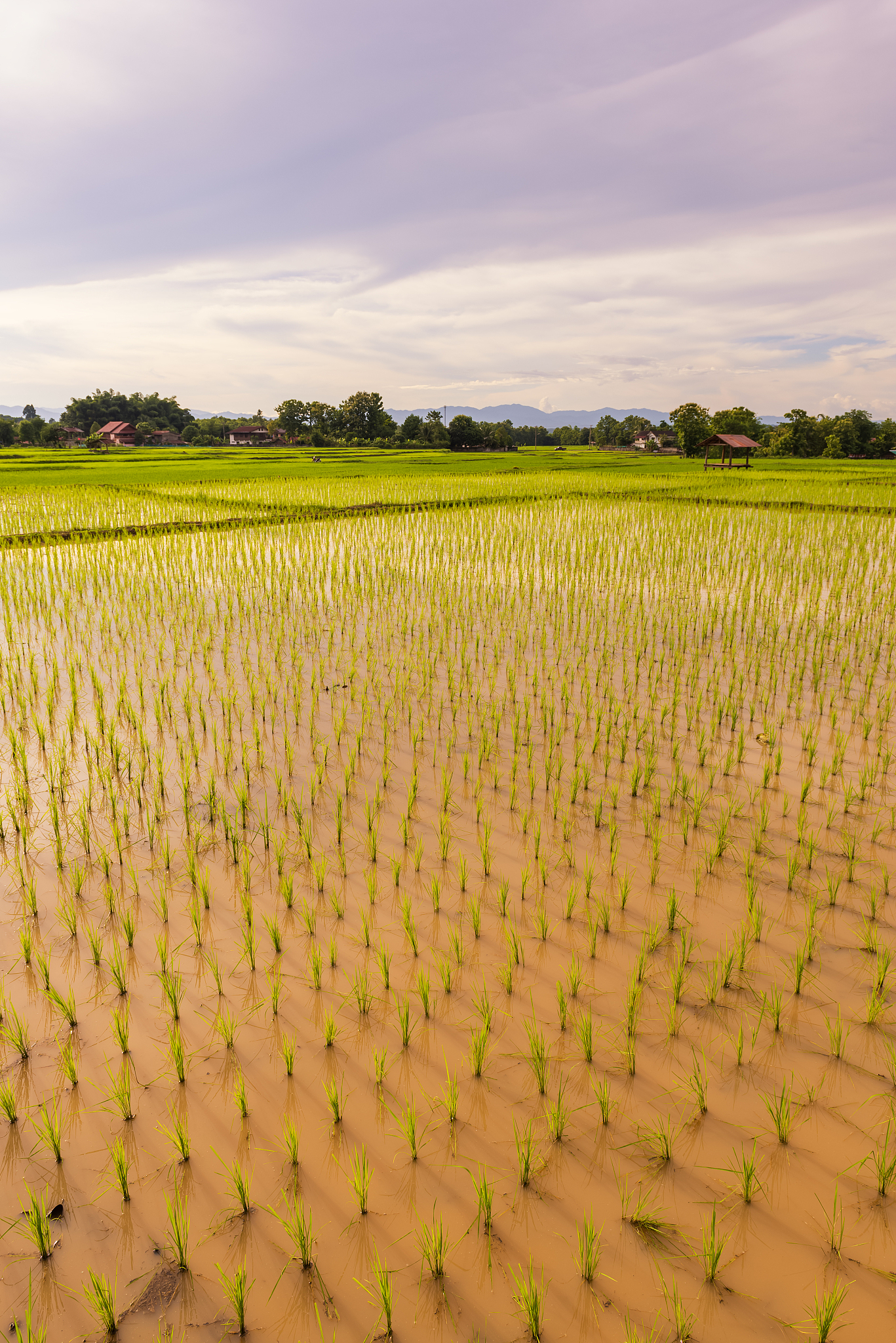 Global Maize Yield Increase: A Century of Progress