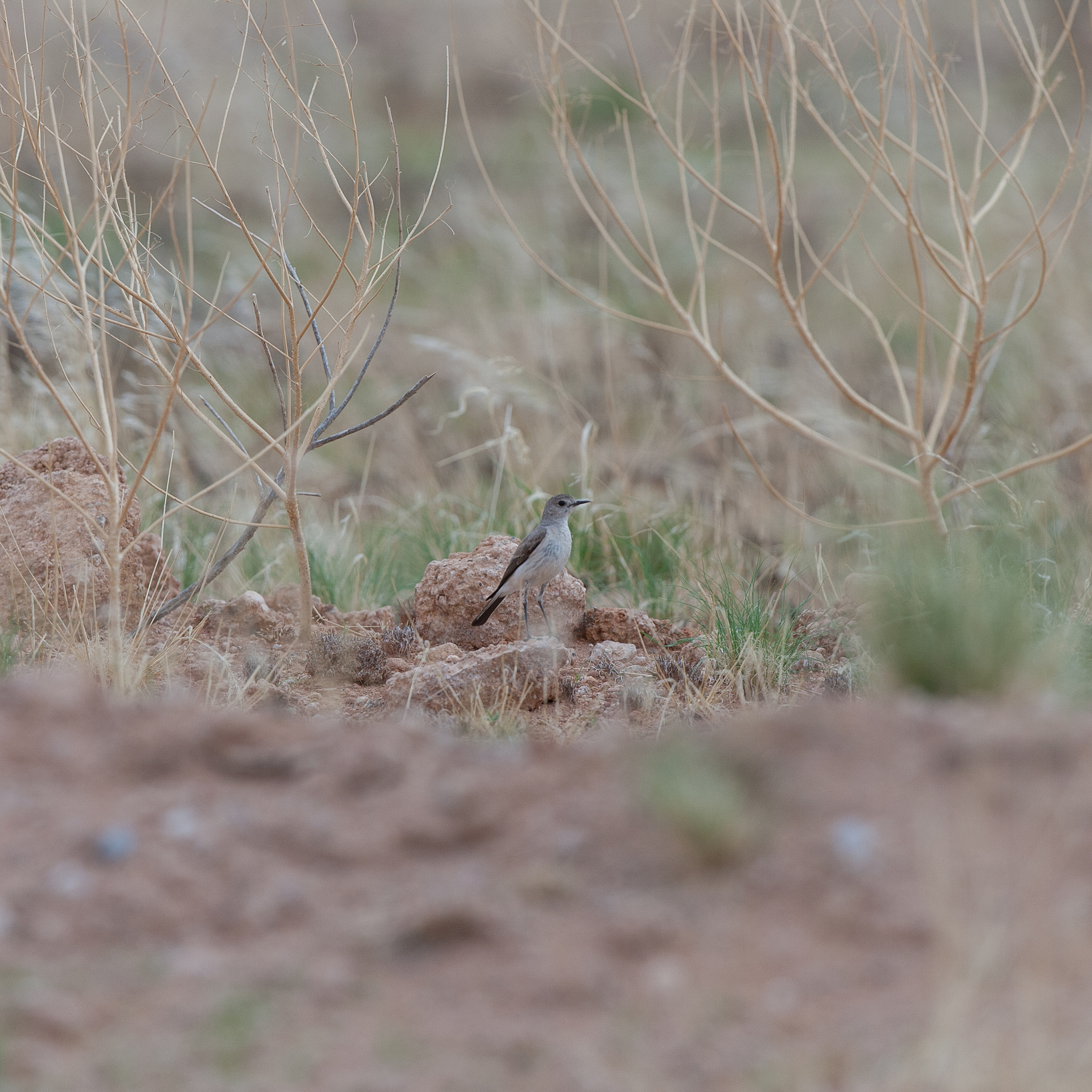 '狗尾巴草''布谷鸟''雪豹'的词义分析：探究其象征意义