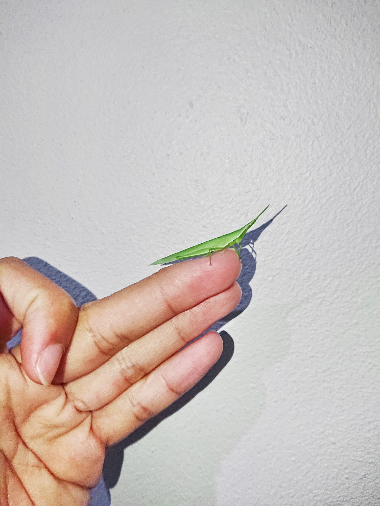 没开盖的酒里有东西怎么处理