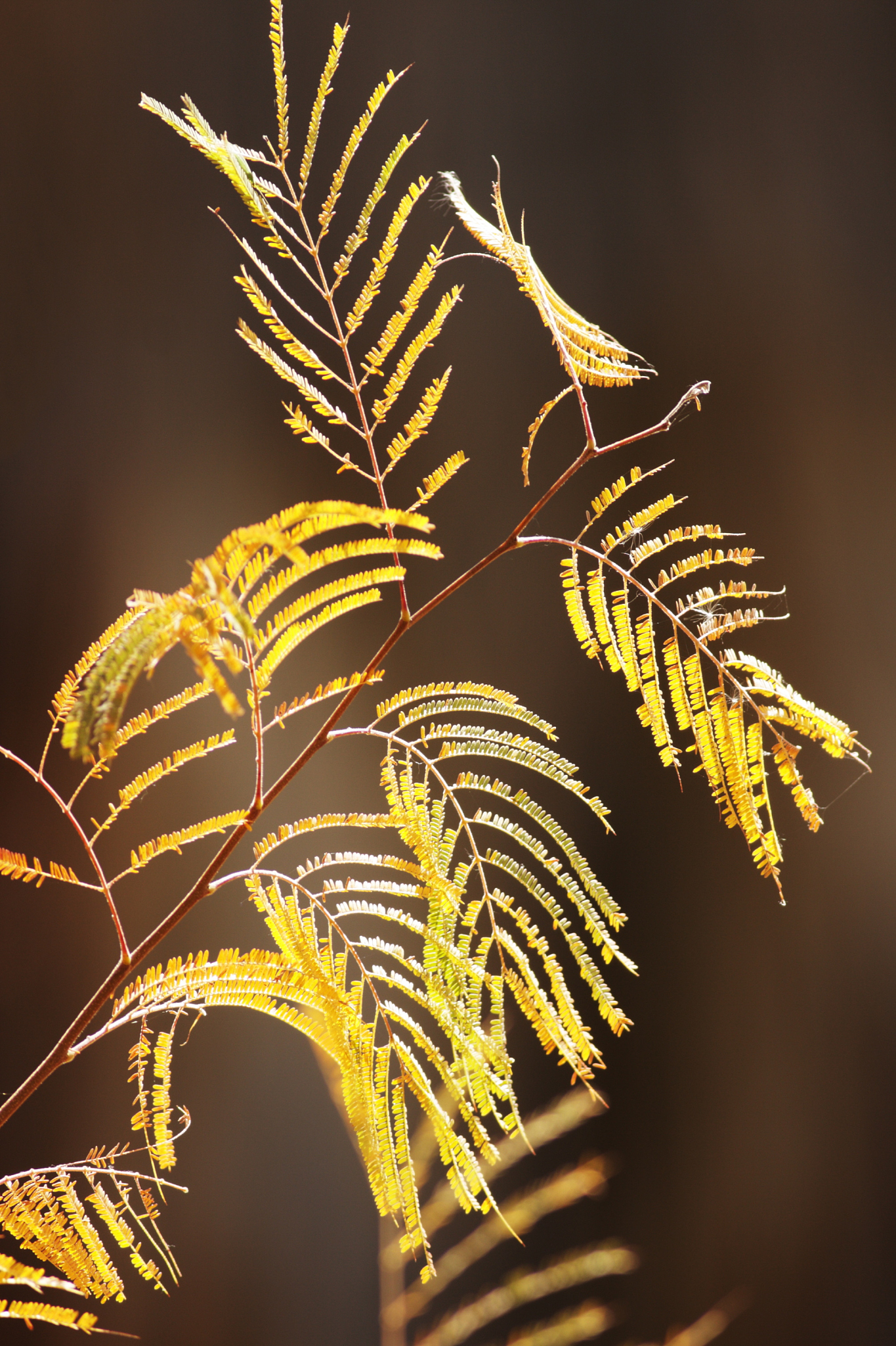mesquite tree prosopis velutina