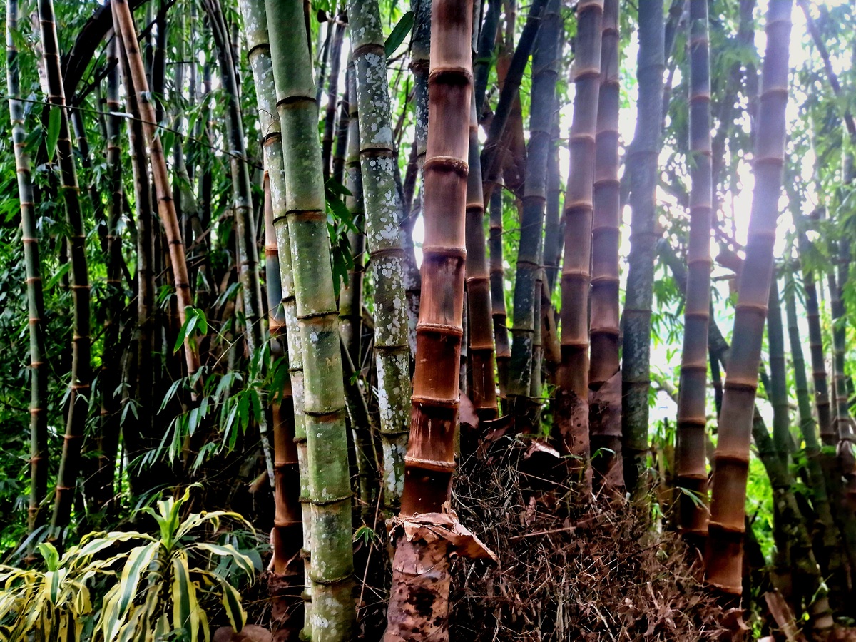 竹笋的散生型、丛生型和混生型在生长习性上有何不同？