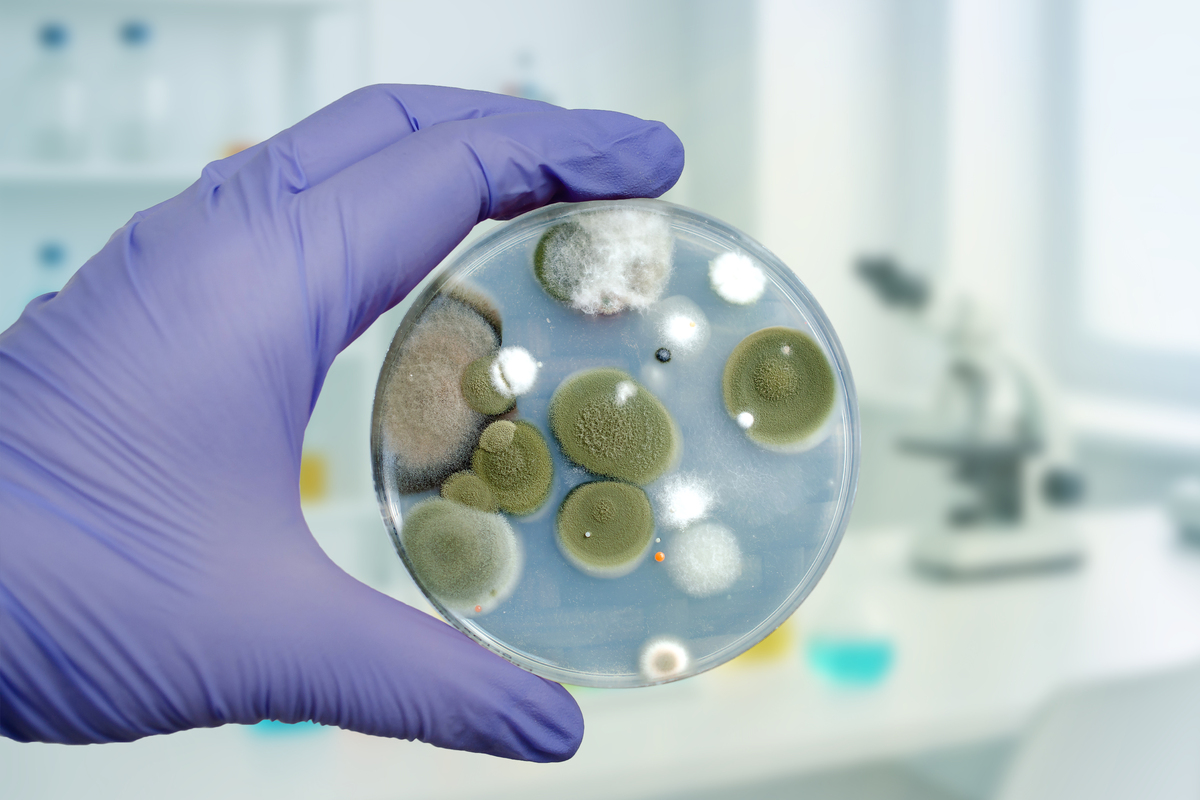 真菌-细菌共培养技术在医疗领域的应用：案例详解